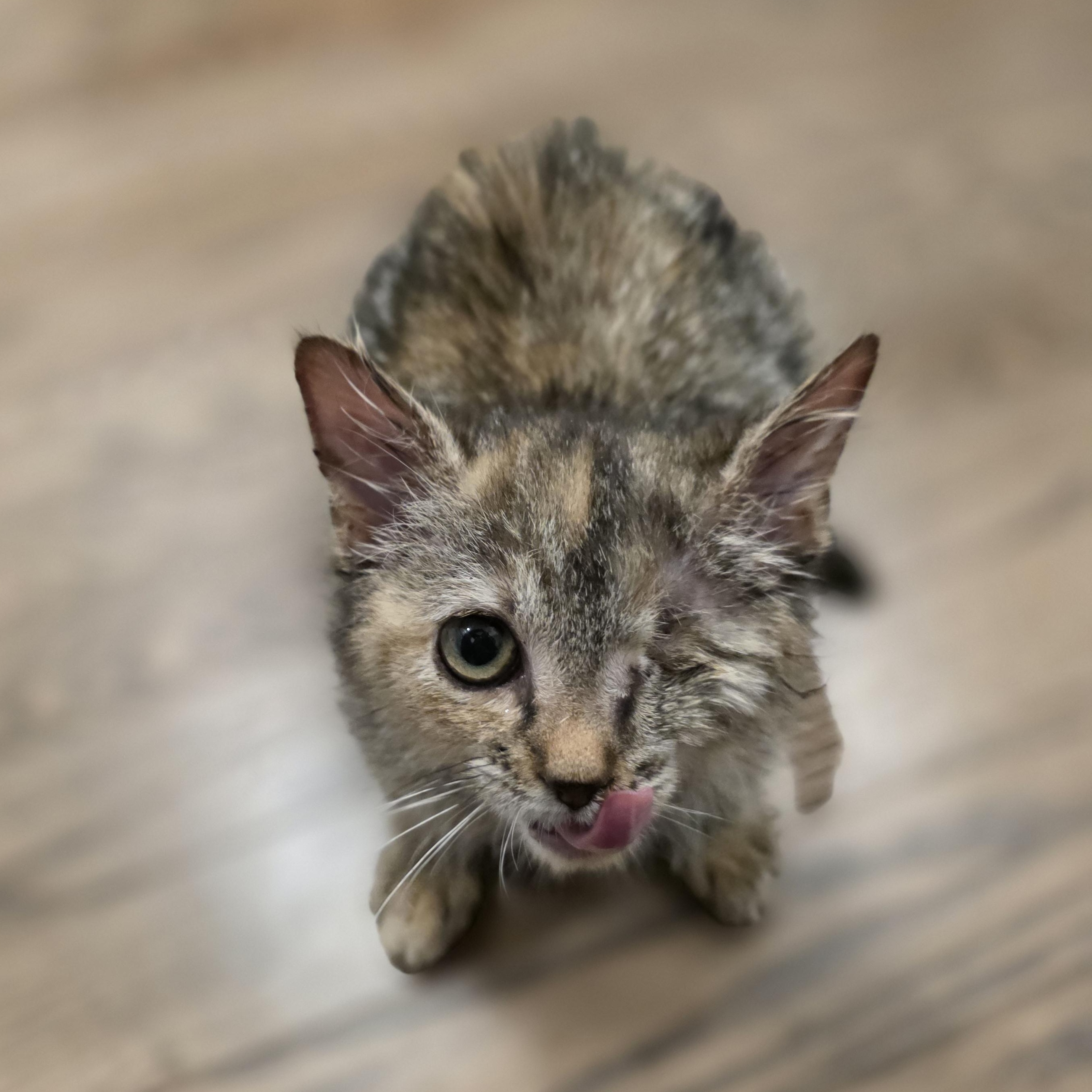 Enlarge Meadow, a Adoptable mixed breed in Mastic beach, NY image 2/2