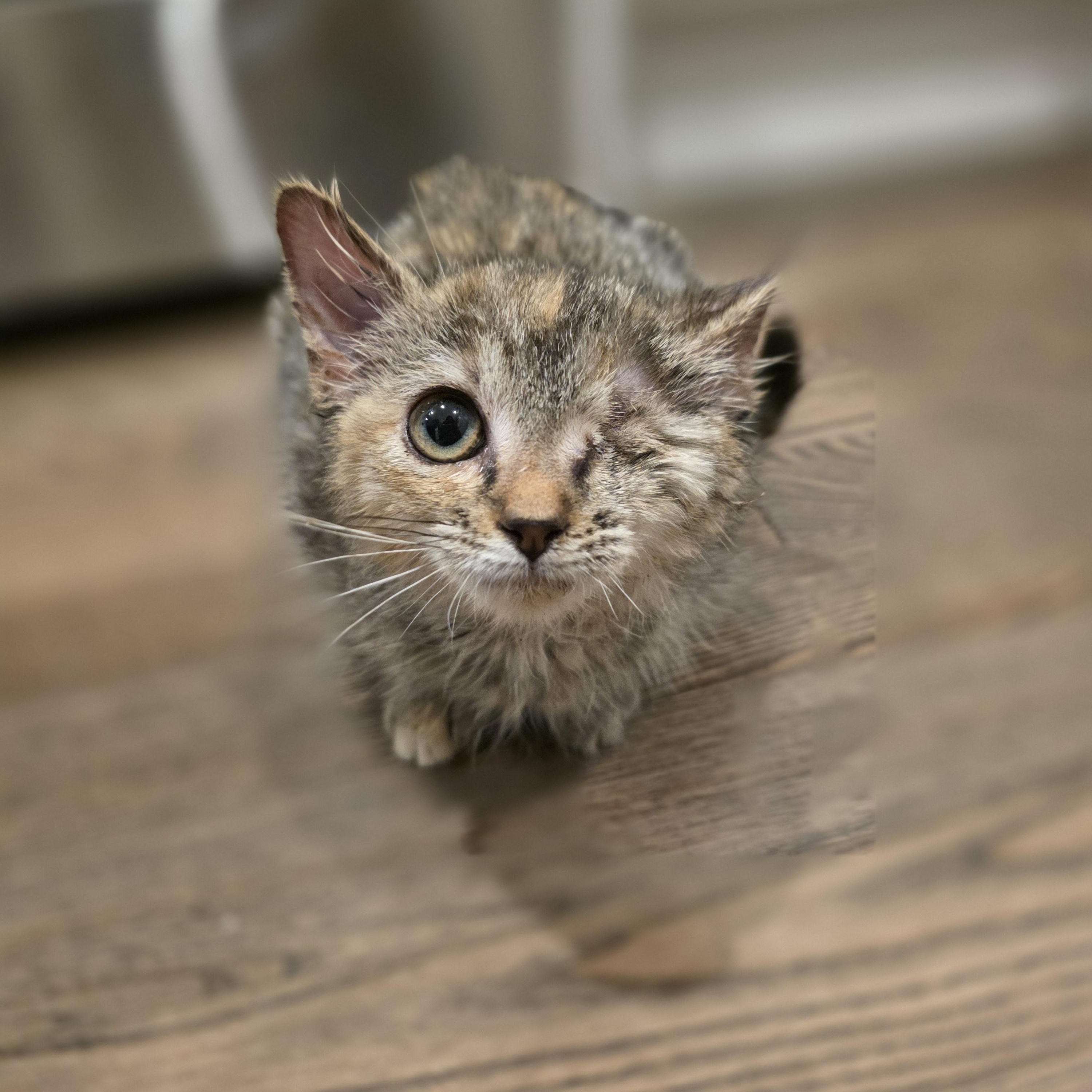 Meadow, Adoptable, Kitten Female Domestic Short Hair & Torbie.