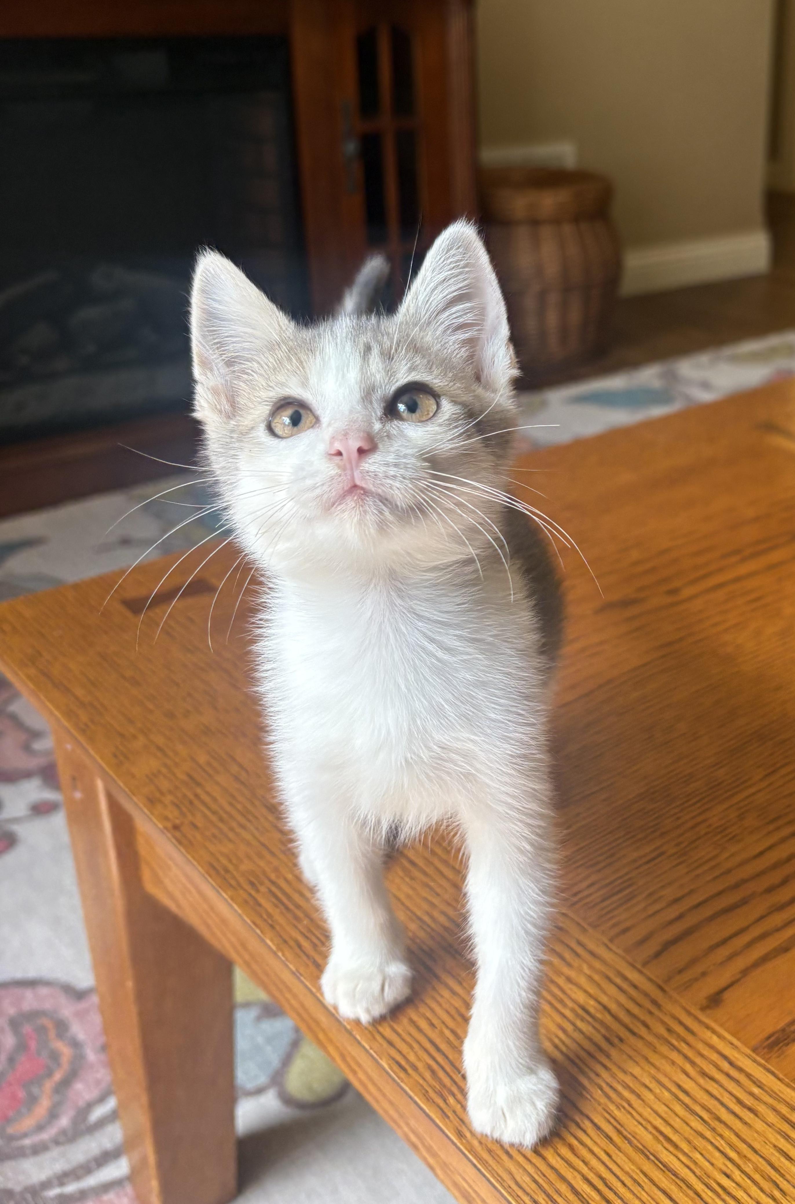 Donut, a ADOPTABLE Domestic Short Hair in Columbia, MO image 6/6