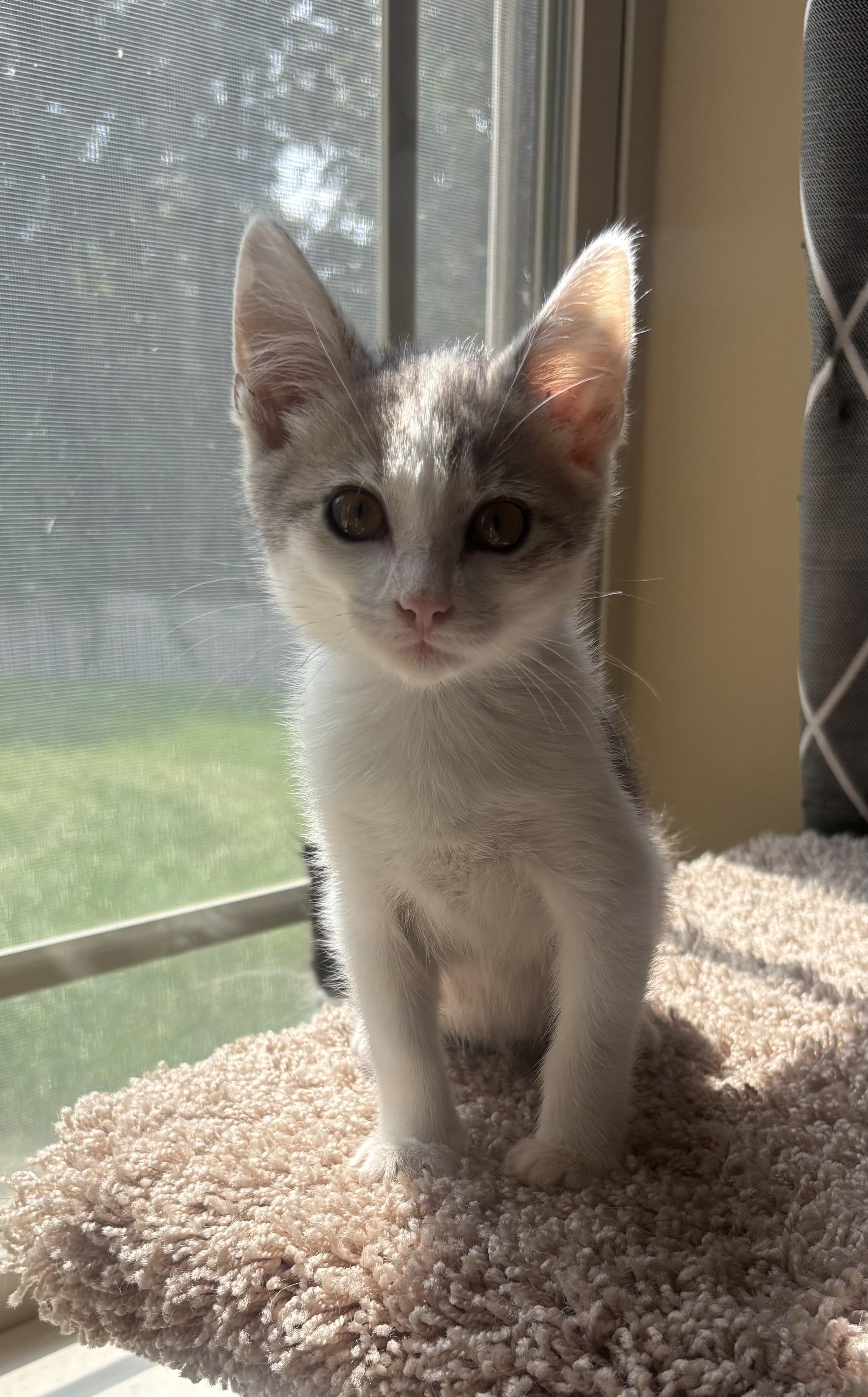 Donut, a ADOPTABLE Domestic Short Hair in Columbia, MO image 5/6
