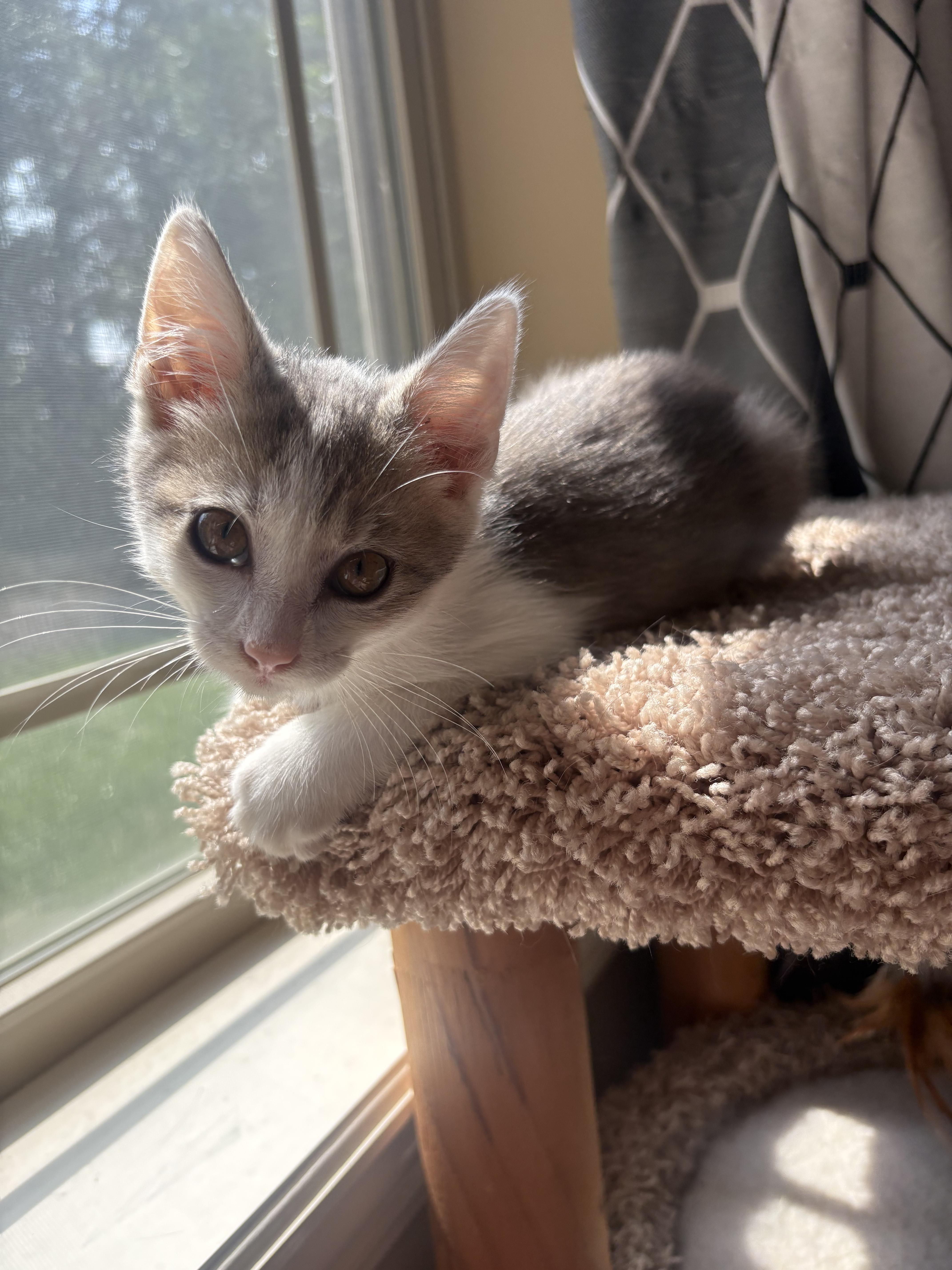 Donut, a ADOPTABLE Domestic Short Hair in Columbia, MO image 4/6