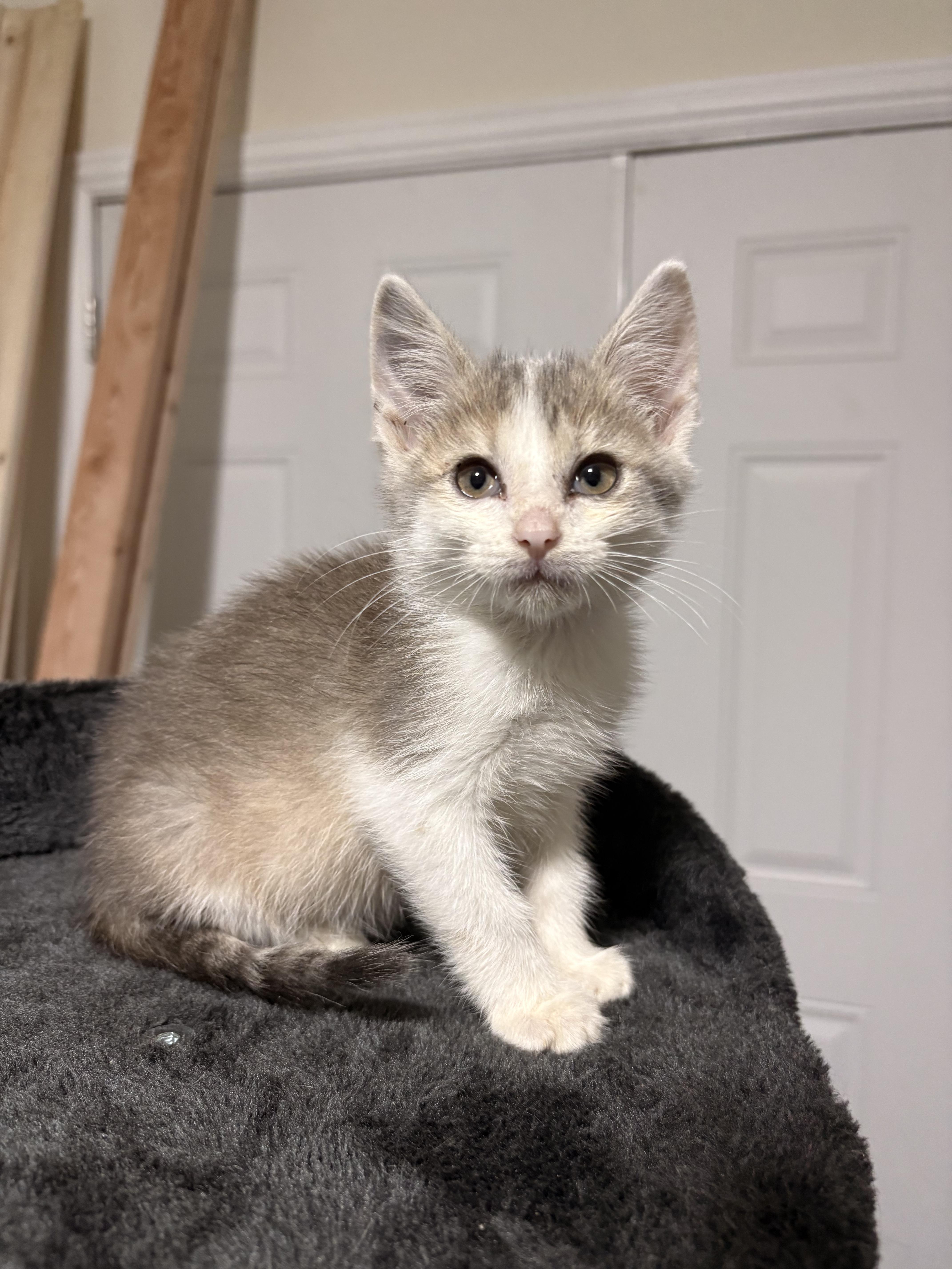 Donut, a ADOPTABLE Domestic Short Hair in Columbia, MO image 2/6