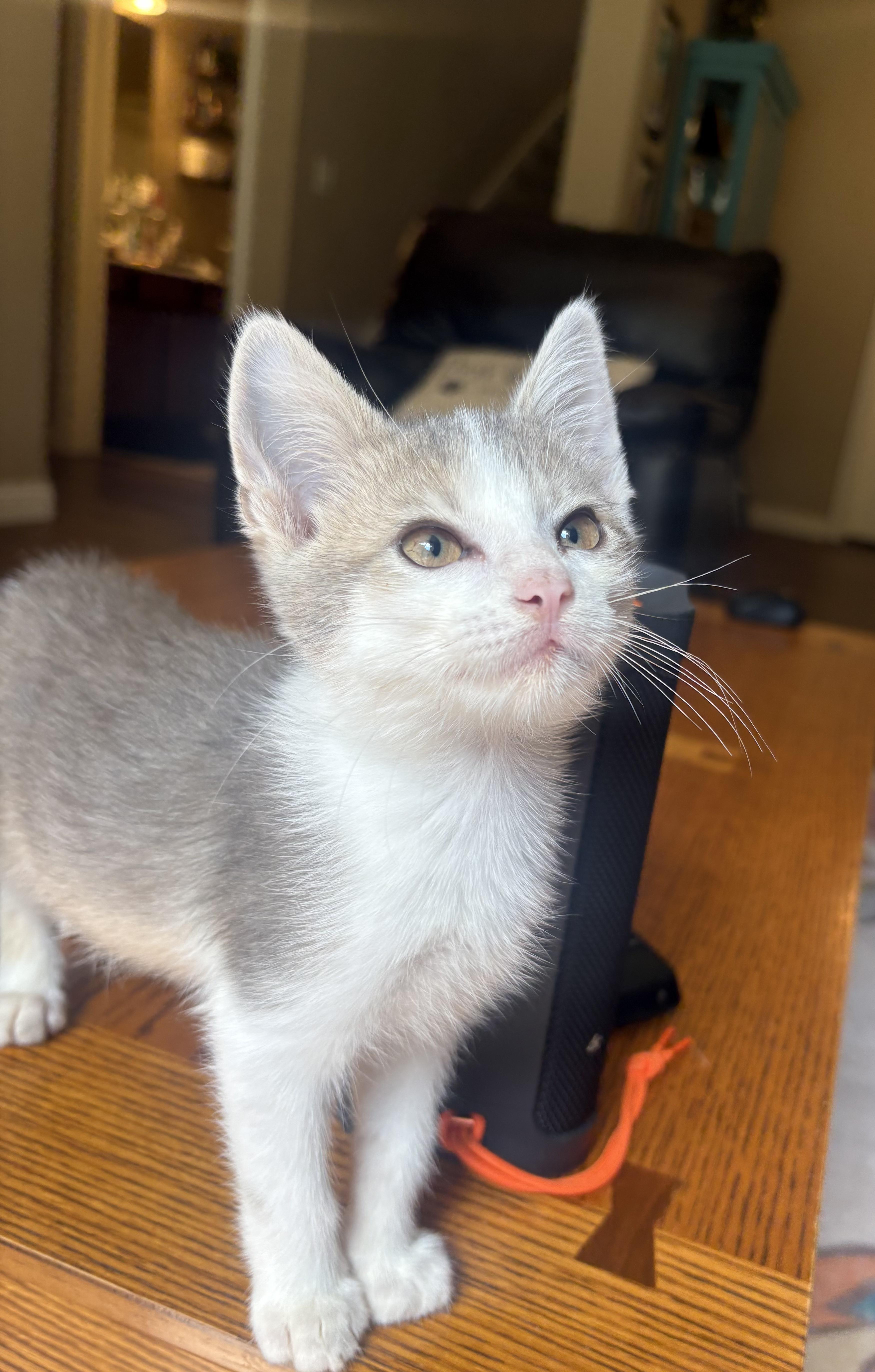 Donut, ADOPTABLE, Kitten Male Domestic Short Hair.