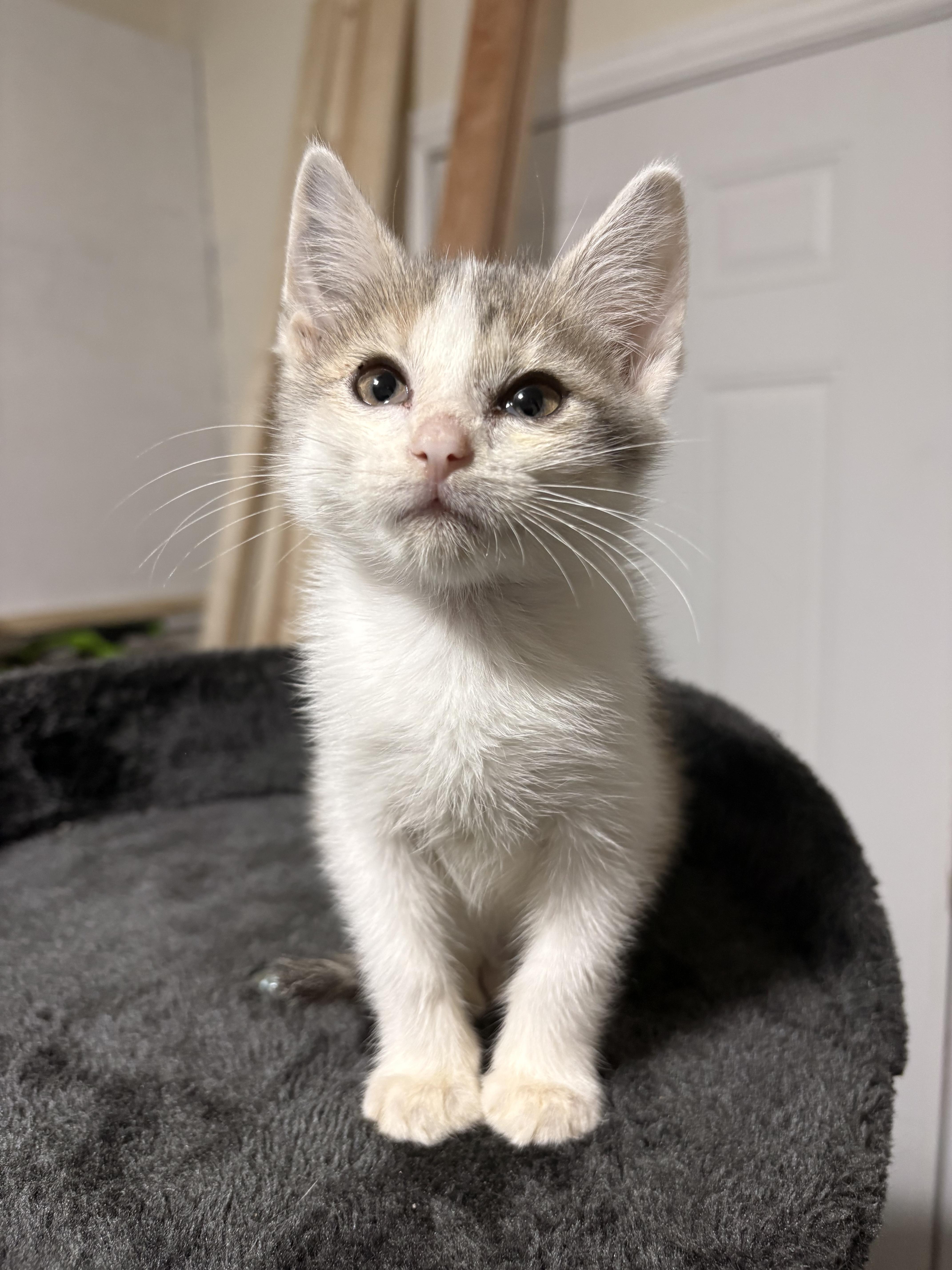 Donut, a ADOPTABLE Domestic Short Hair in Columbia, MO image 3/6