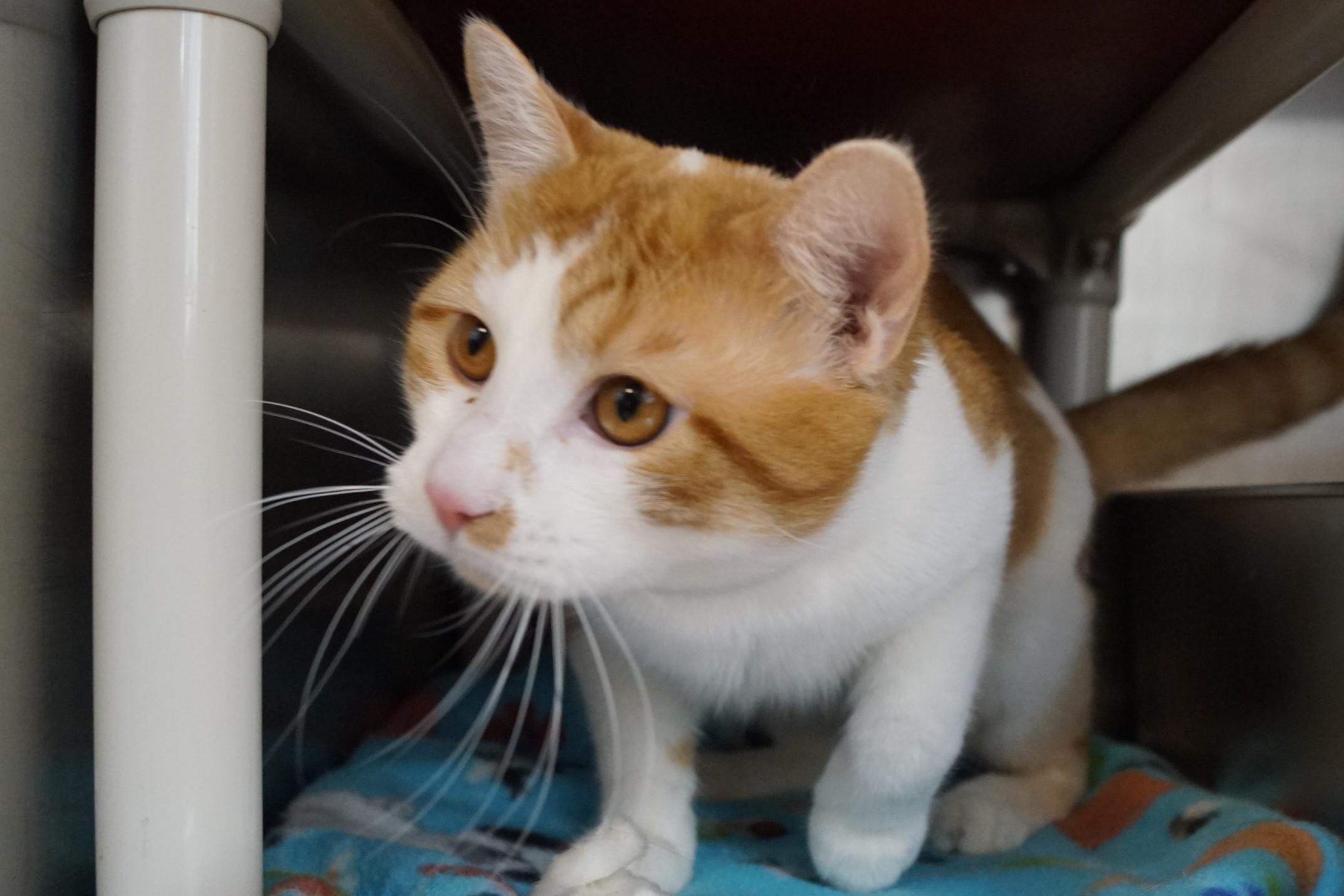 Enlarge Stockings, an adopted Domestic Short Hair in New Milford, CT image 5/6