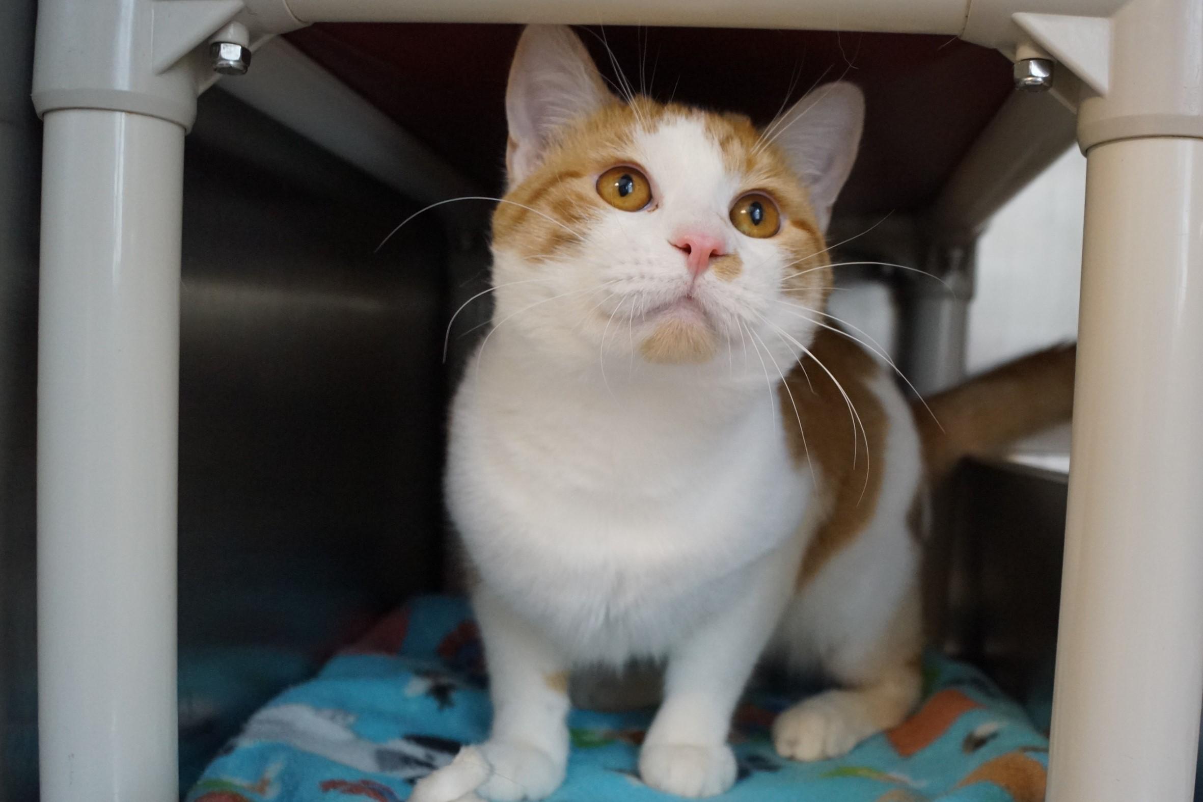 Stockings, adopted, Adult Male Domestic Short Hair.