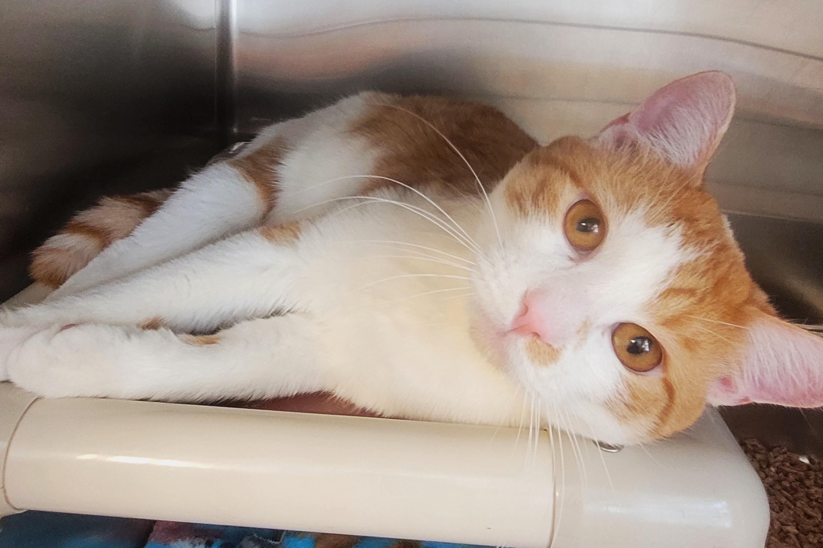 Enlarge Stockings, an adopted Domestic Short Hair in New Milford, CT image 4/6