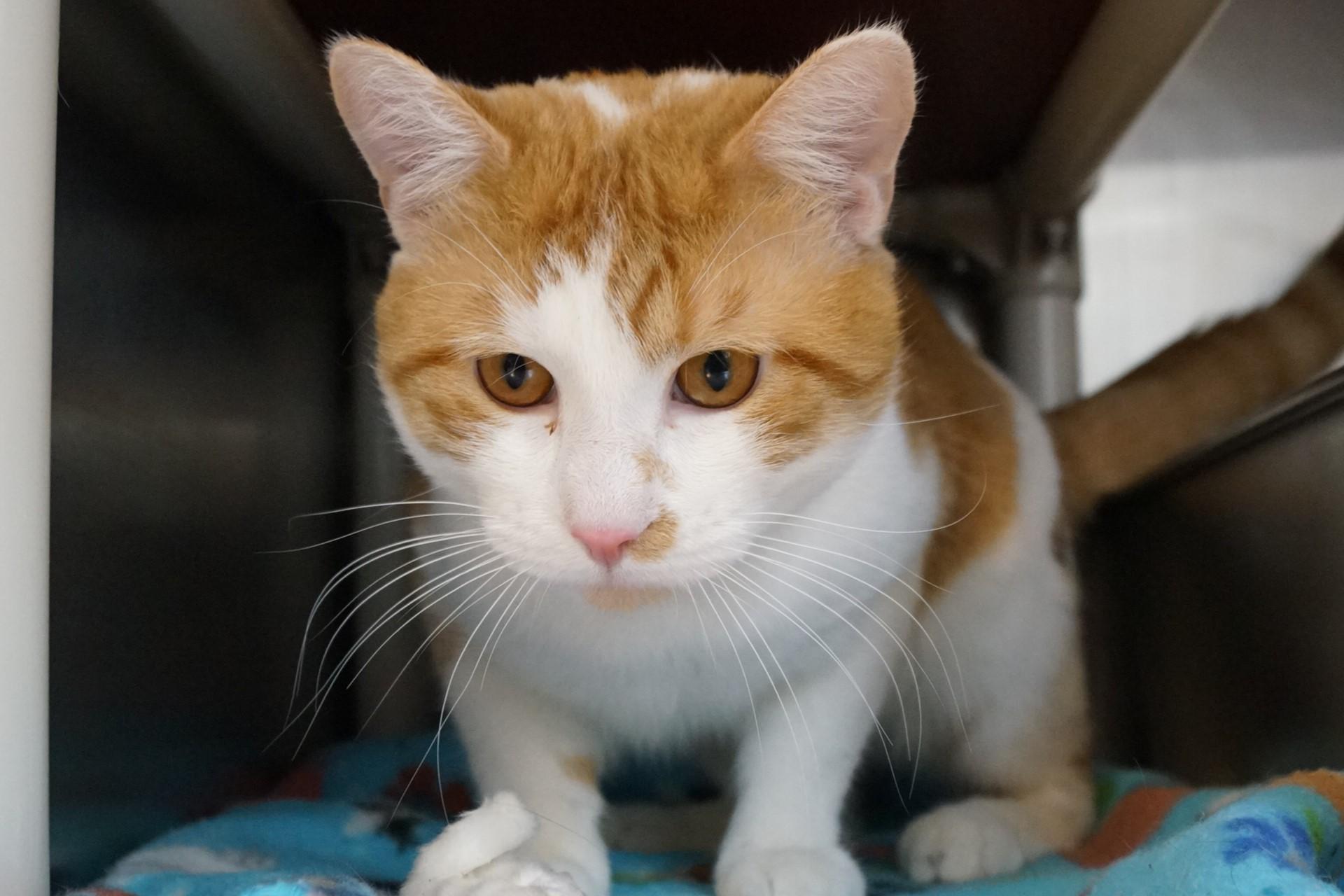 Enlarge Stockings, an adopted Domestic Short Hair in New Milford, CT image 6/6