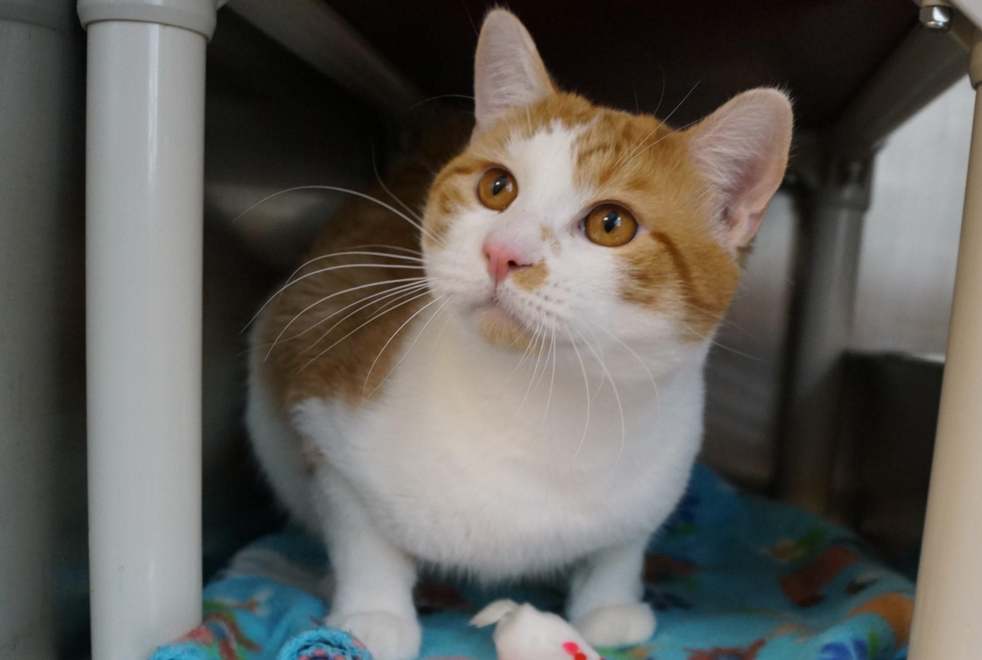 Enlarge Stockings, an adopted Domestic Short Hair in New Milford, CT image 2/6