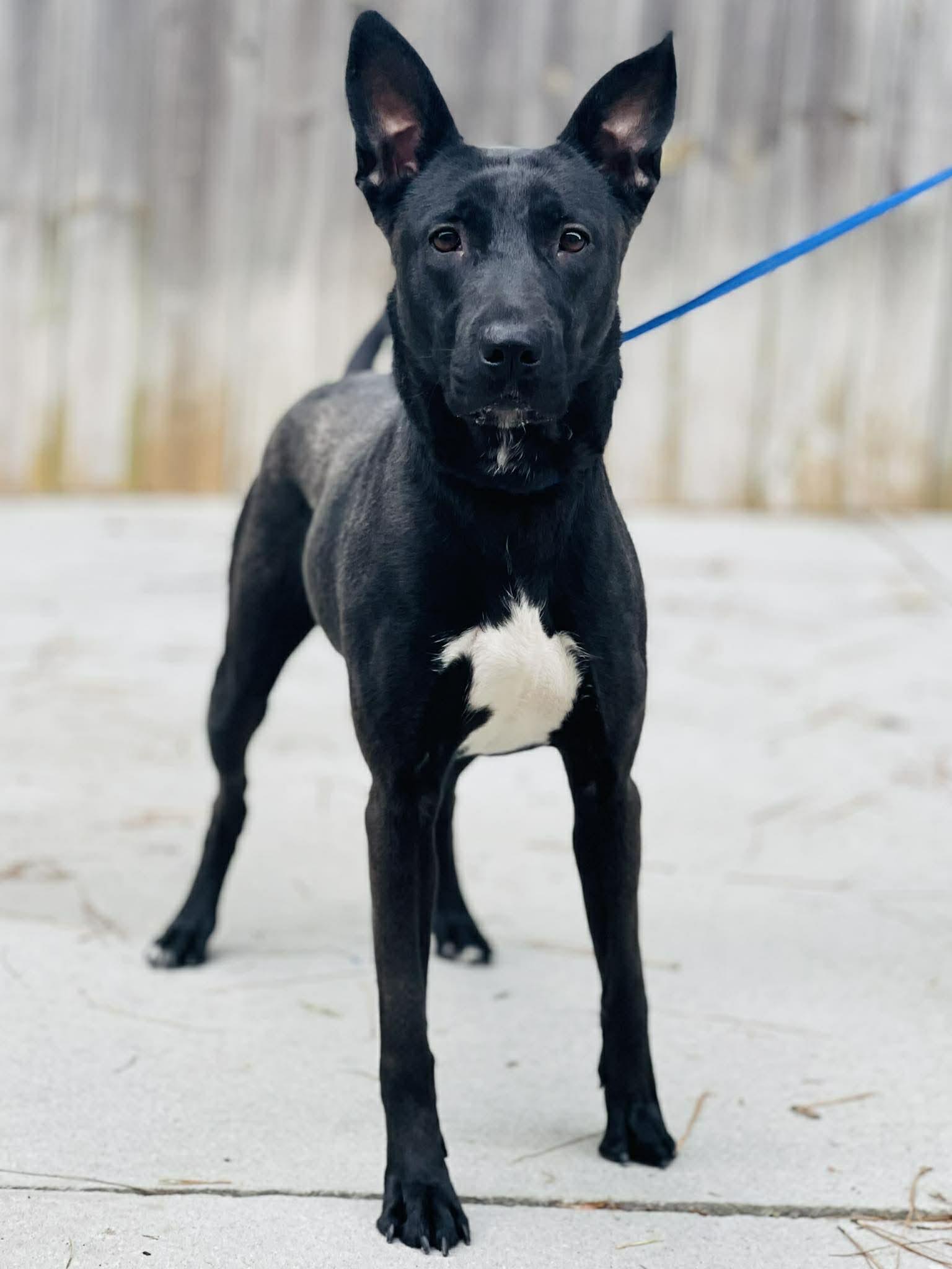 Enlarge AC-4611 "Spunky", a ADOPTABLE mixed breed in Conyers, GA image 1/1