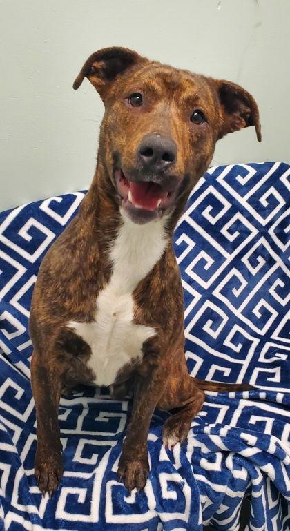 Enlarge Tanner (6911), a Adoptable Pit Bull Terrier in Lake City, MI image 1/1