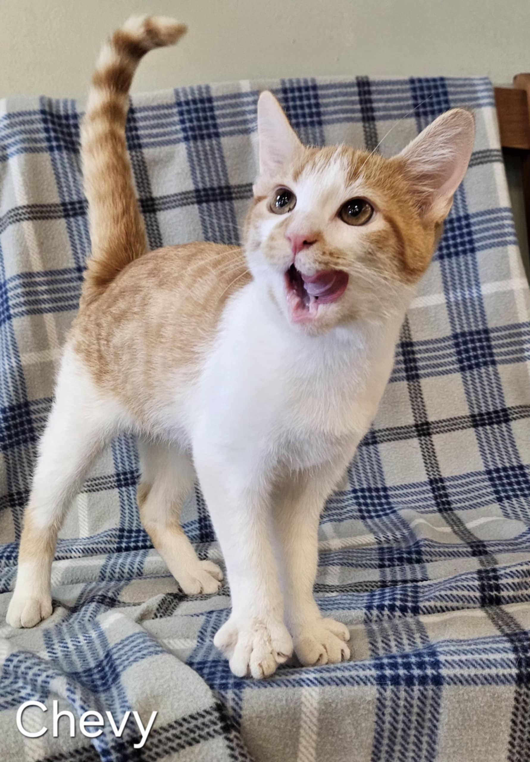 Chevy, a Adoptable Domestic Short Hair in Wapakoneta, OH image 1/3