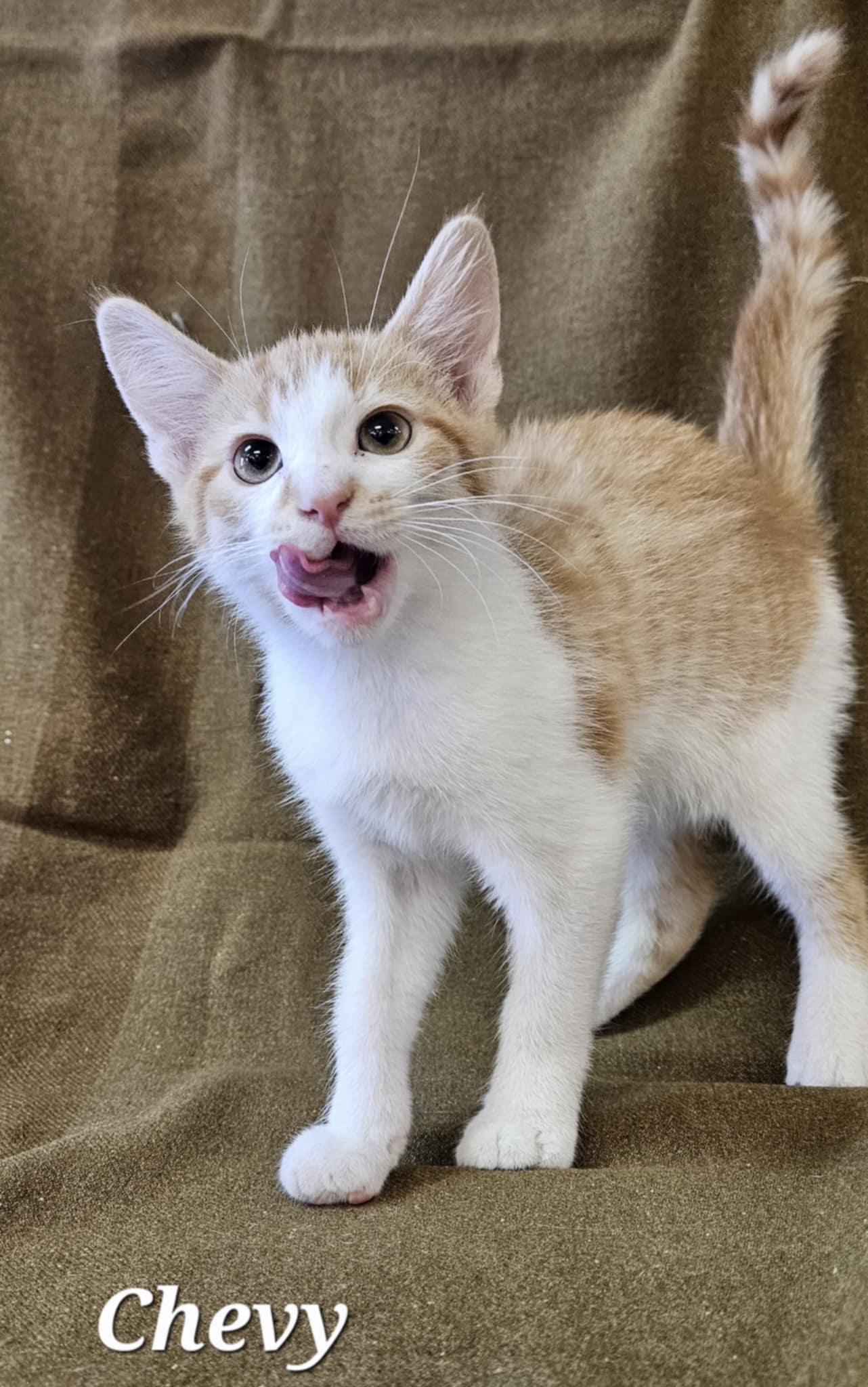 Chevy, a Adoptable Domestic Short Hair in Wapakoneta, OH image 2/3