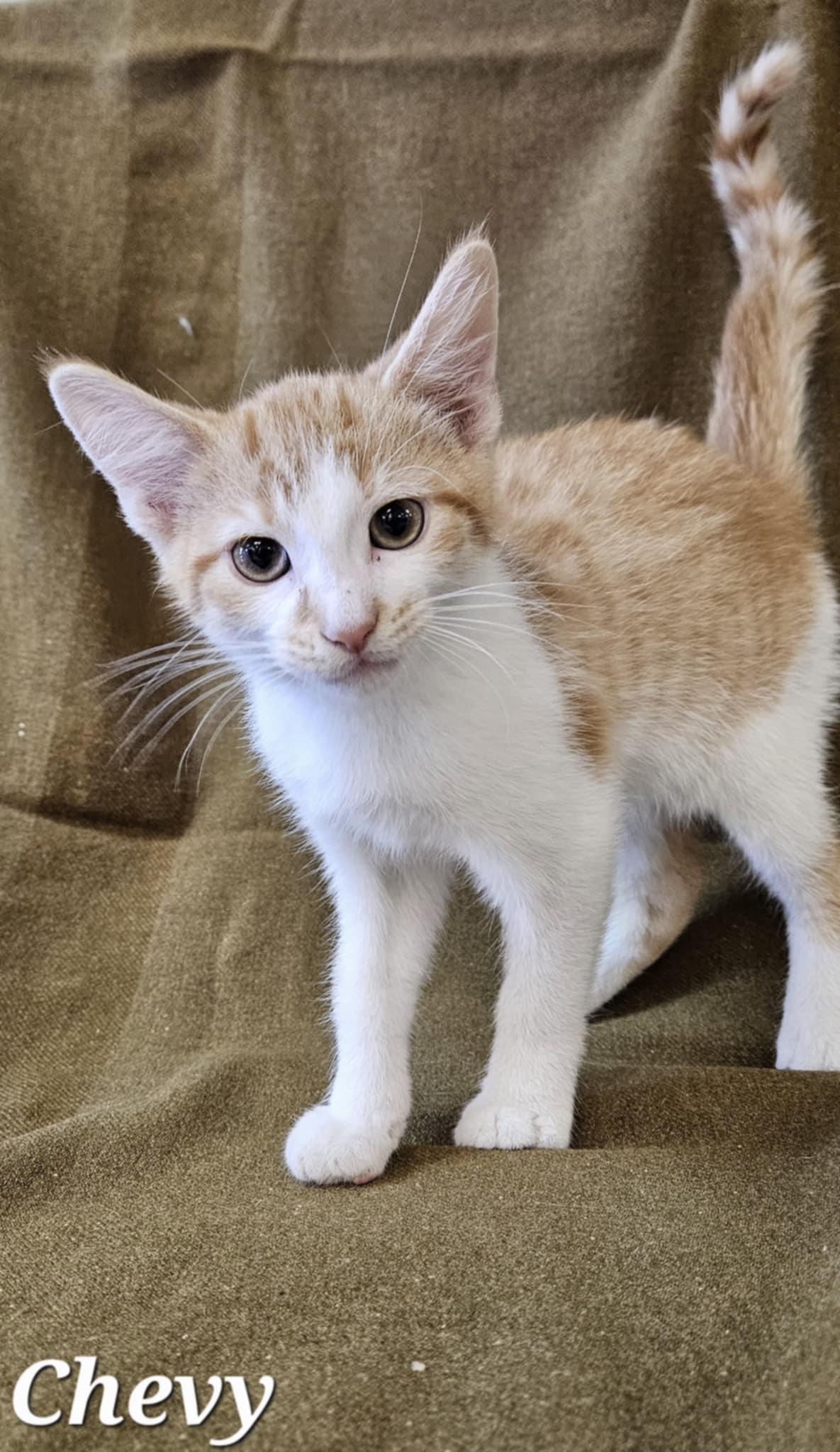 Chevy, a Adoptable Domestic Short Hair in Wapakoneta, OH image 3/3