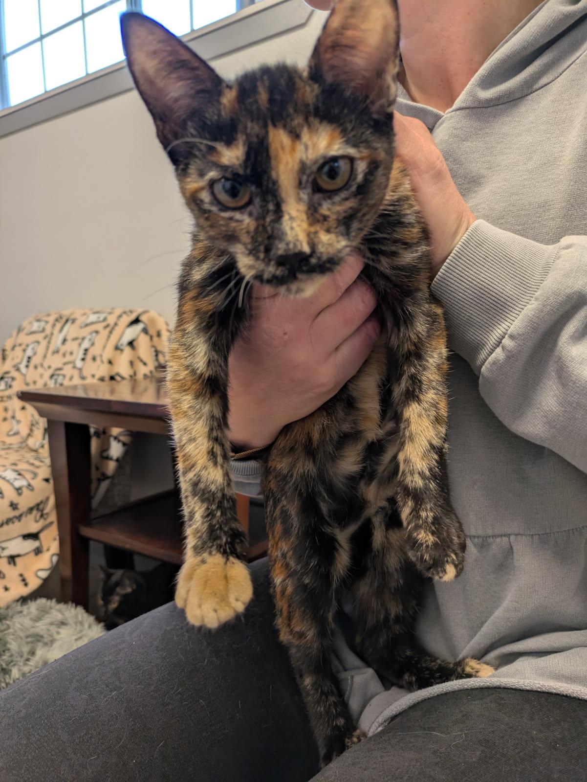 Plum, Adopted, Young Female Domestic Short Hair.