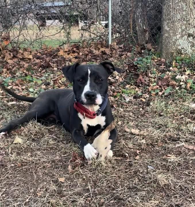 Enlarge Cassie , an adopted mixed breed in Howes Cave, NY image 2/3