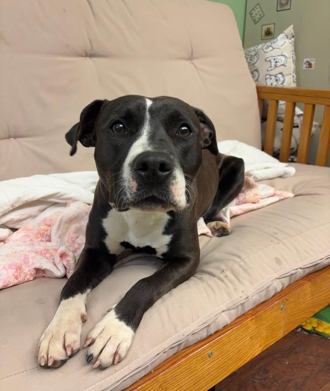 Enlarge Cassie , an adopted mixed breed in Howes Cave, NY image 3/3