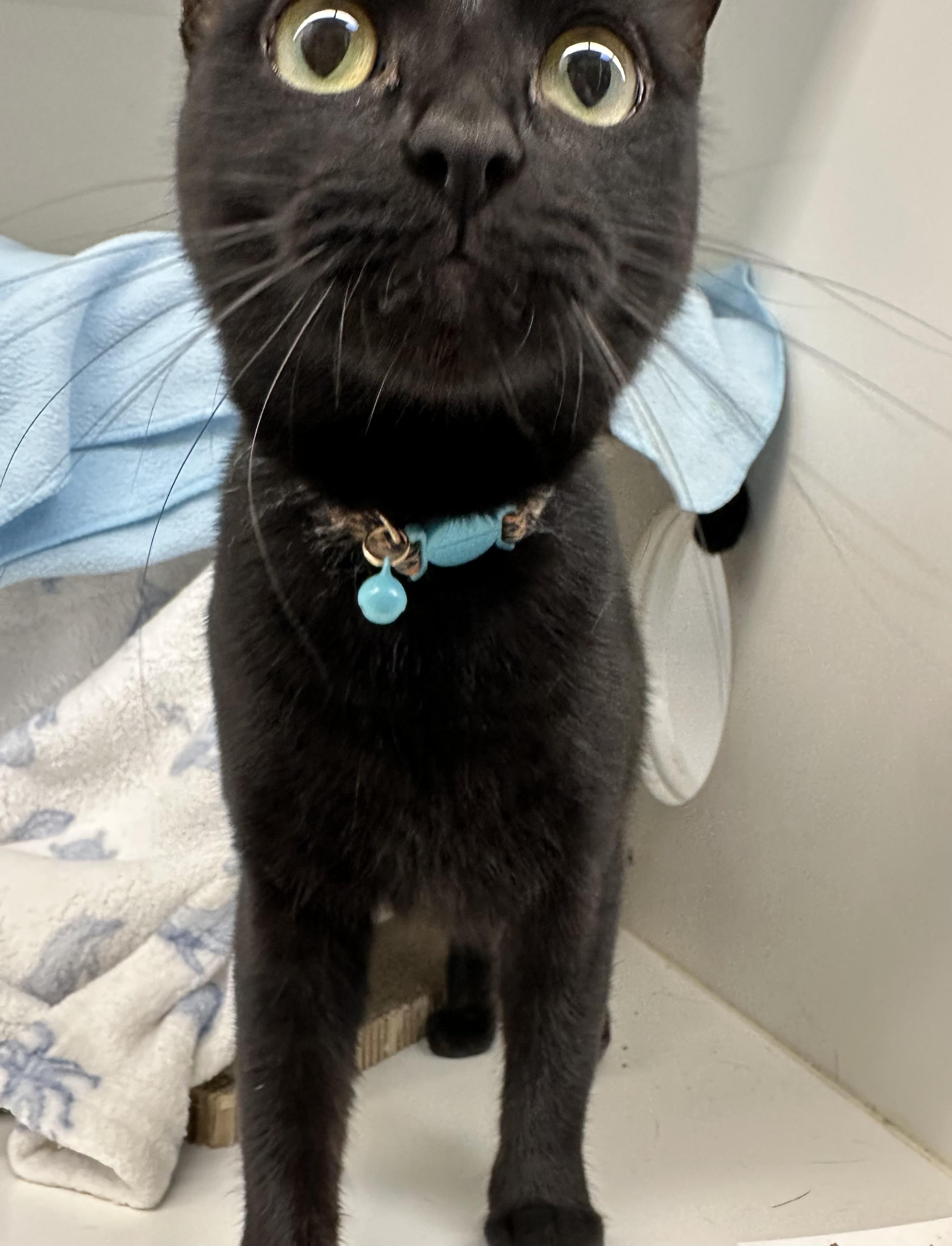 Enlarge Mitski (ID 51506), a Adoptable Domestic Short Hair in Manassas, VA image 3/3