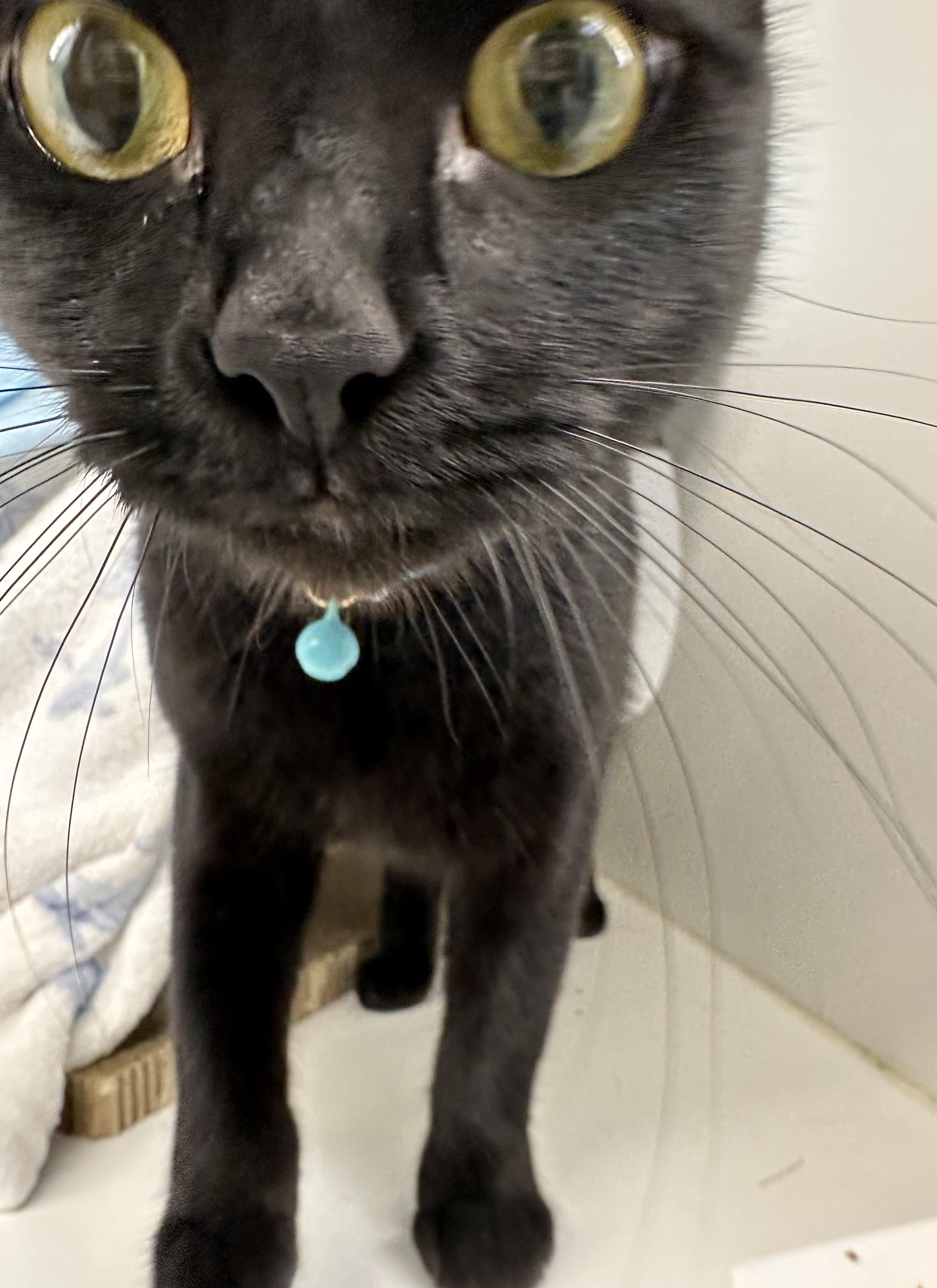 Enlarge Mitski (ID 51506), a Adoptable Domestic Short Hair in Manassas, VA image 2/3