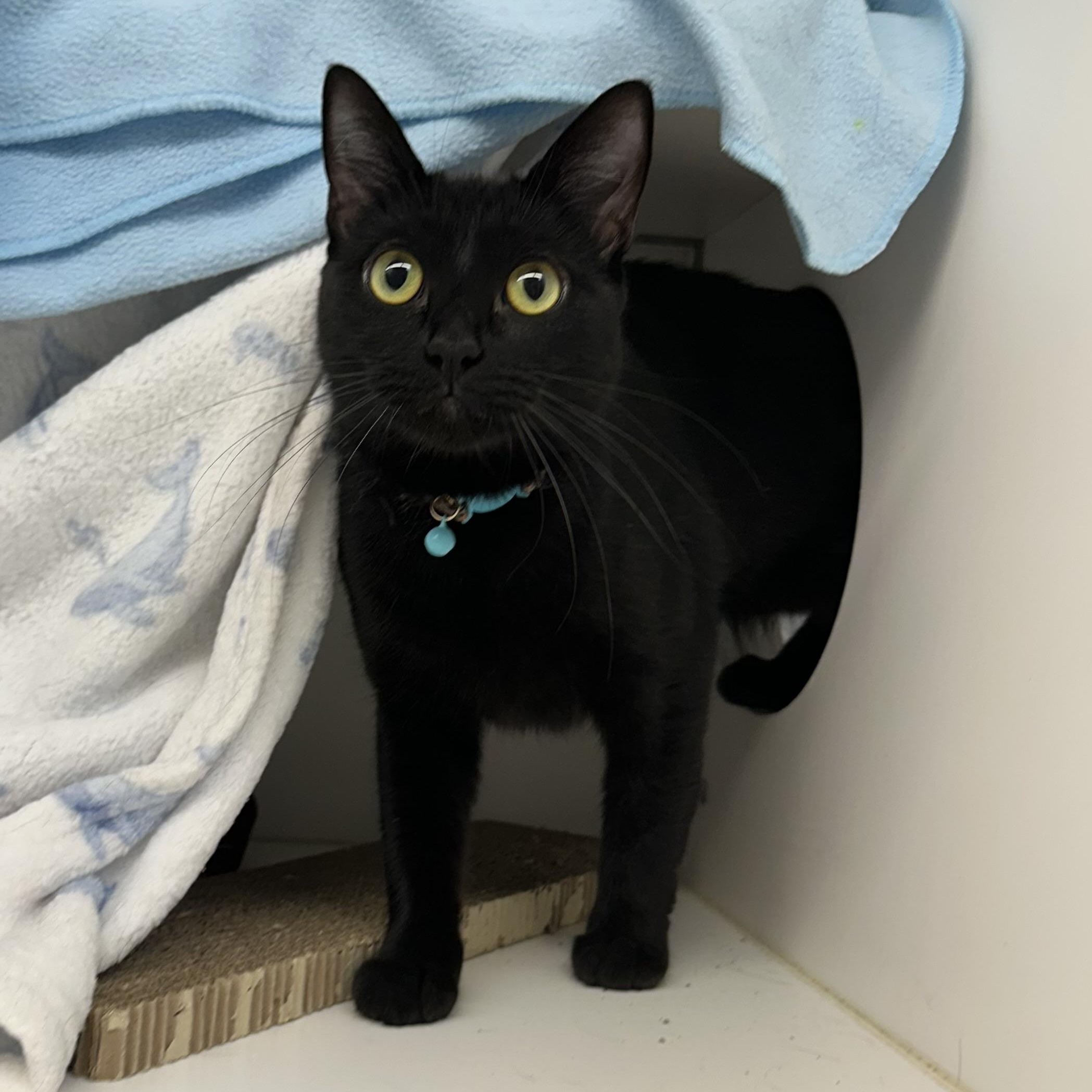 Mitski (ID 51506), Adoptable, Young Female Domestic Short Hair.