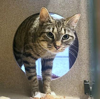 Enlarge Twirl, a Adoptable mixed breed in Washington, DC image 1/3