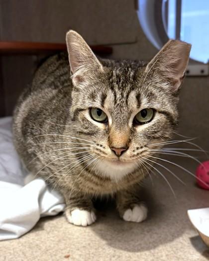 Enlarge Twirl, a Adoptable mixed breed in Washington, DC image 3/3