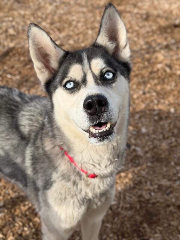 Athena, Adoptable, Adult Female Siberian Husky.