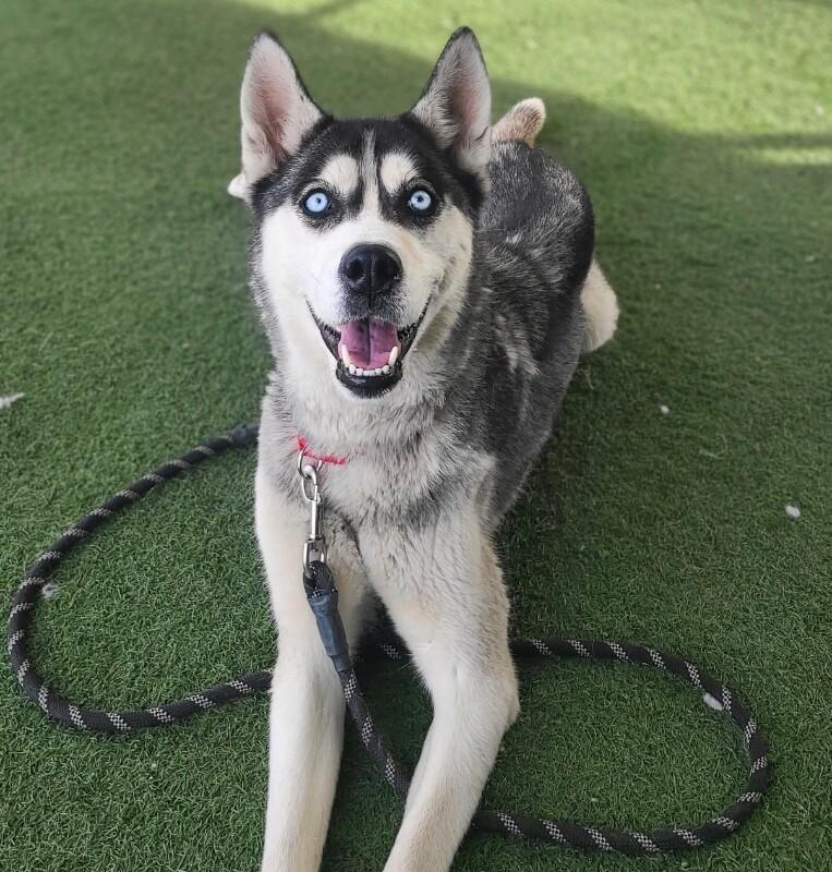 Enlarge Athena, a Adoptable Siberian Husky in Fruit Heights, UT image 2/3
