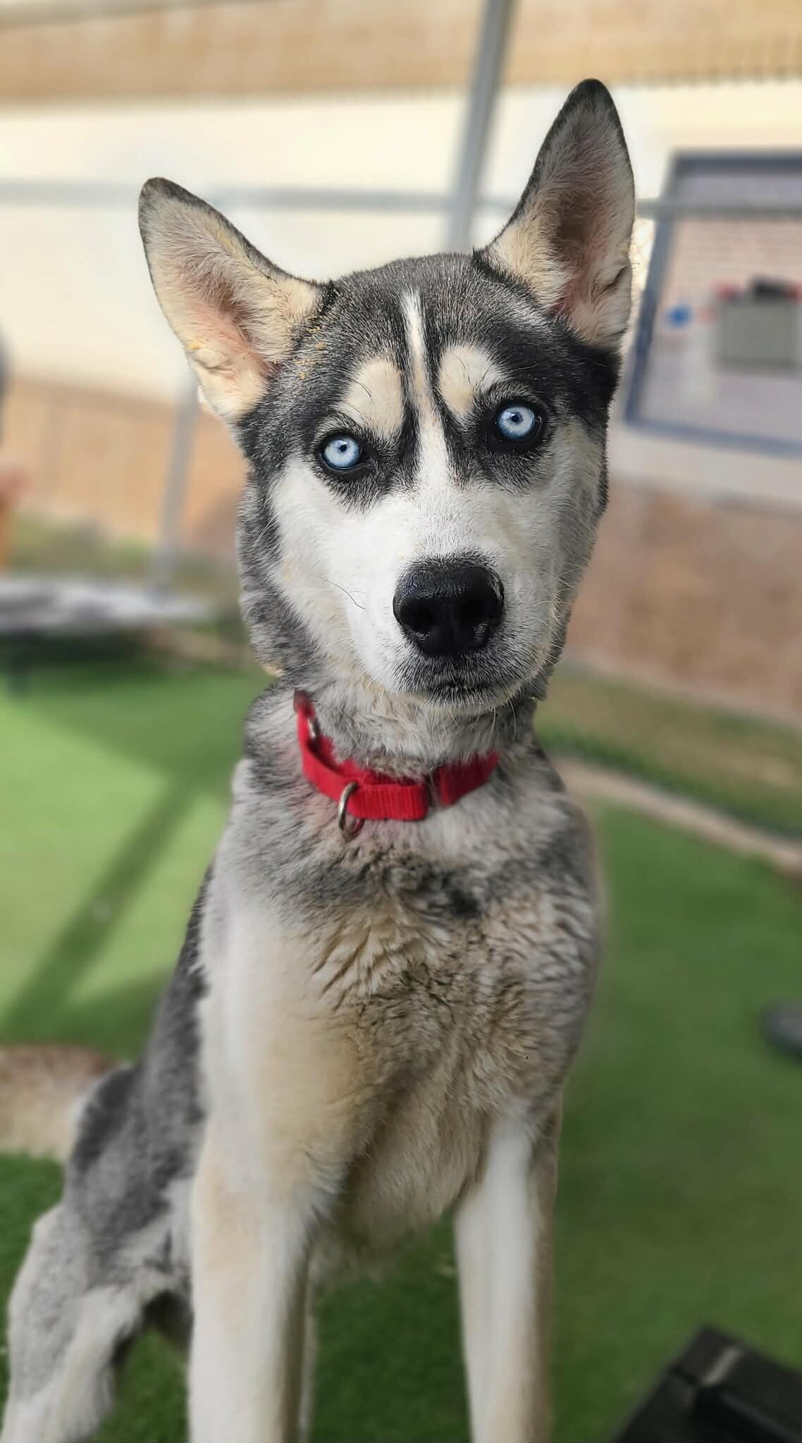 Athena — thumbnail 4