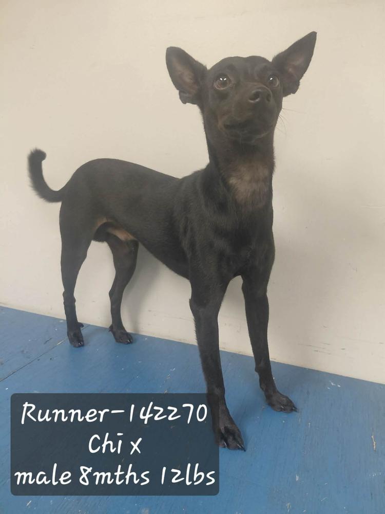 Runner, Adoptable, Puppy Male Chihuahua & Terrier.