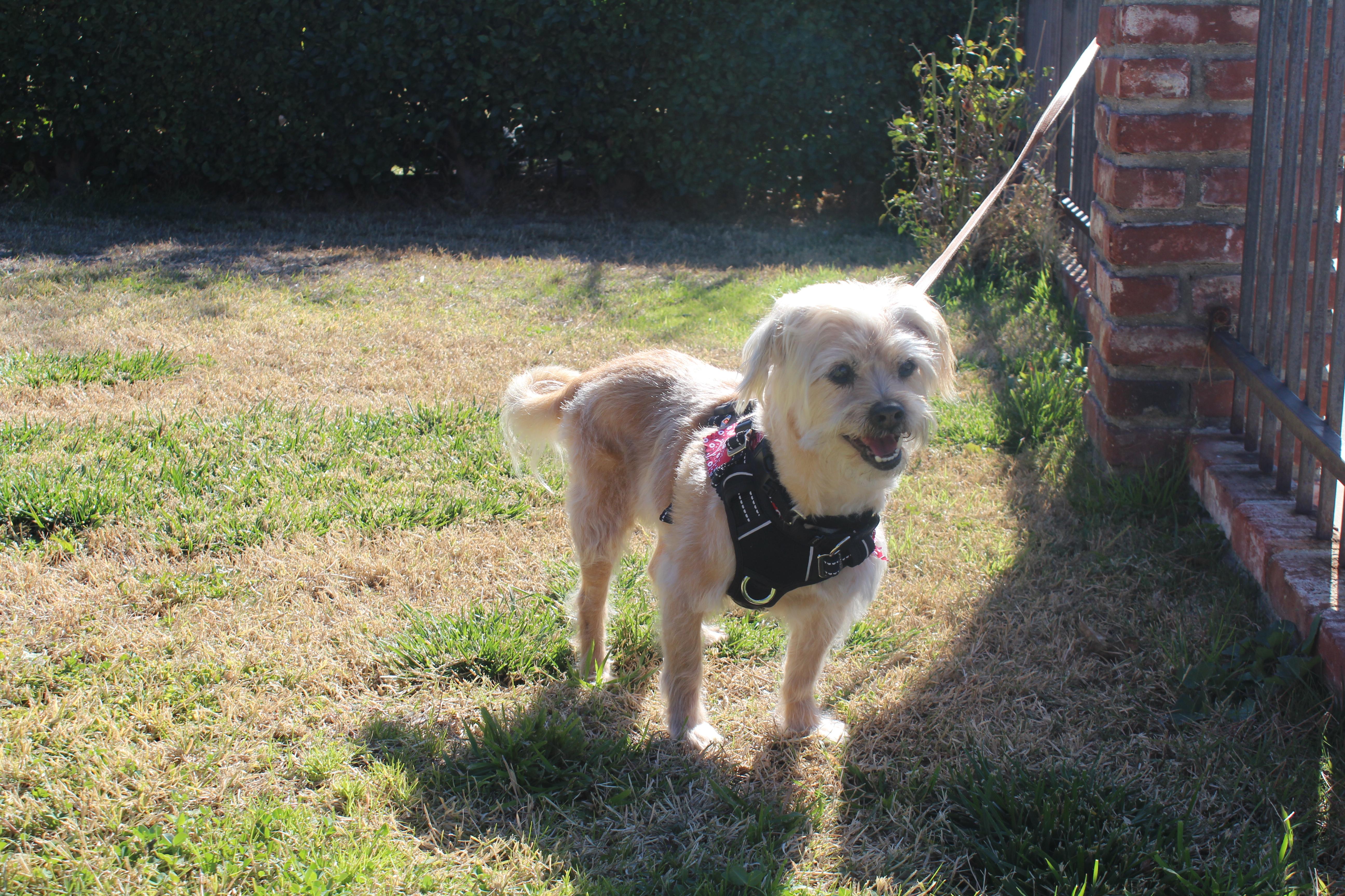 Lucky Dumpling, Senior Male unknown