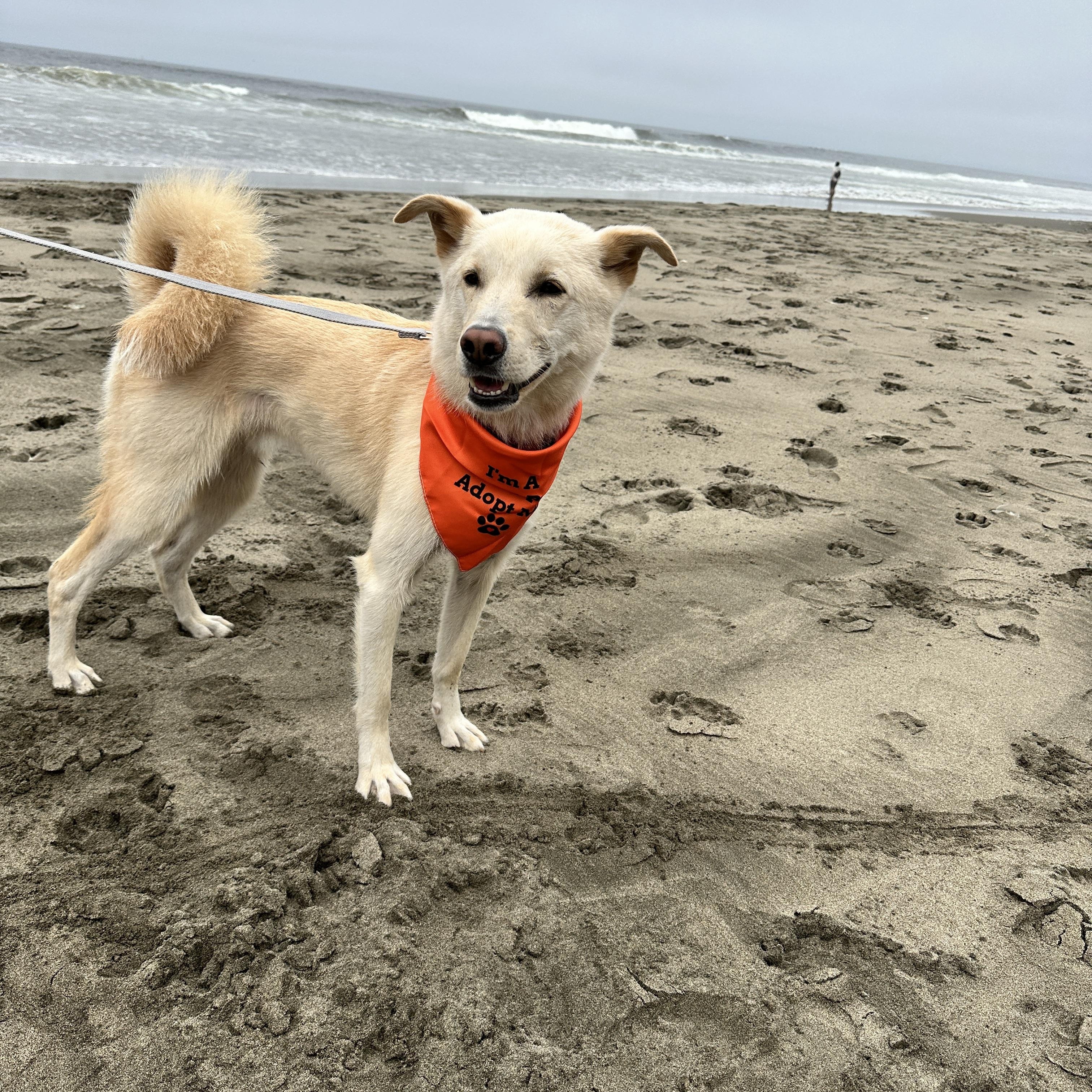 Fern *Courtesy Post*, an adoptable Jindo in Danville , CA, 94506 | Photo Image 4