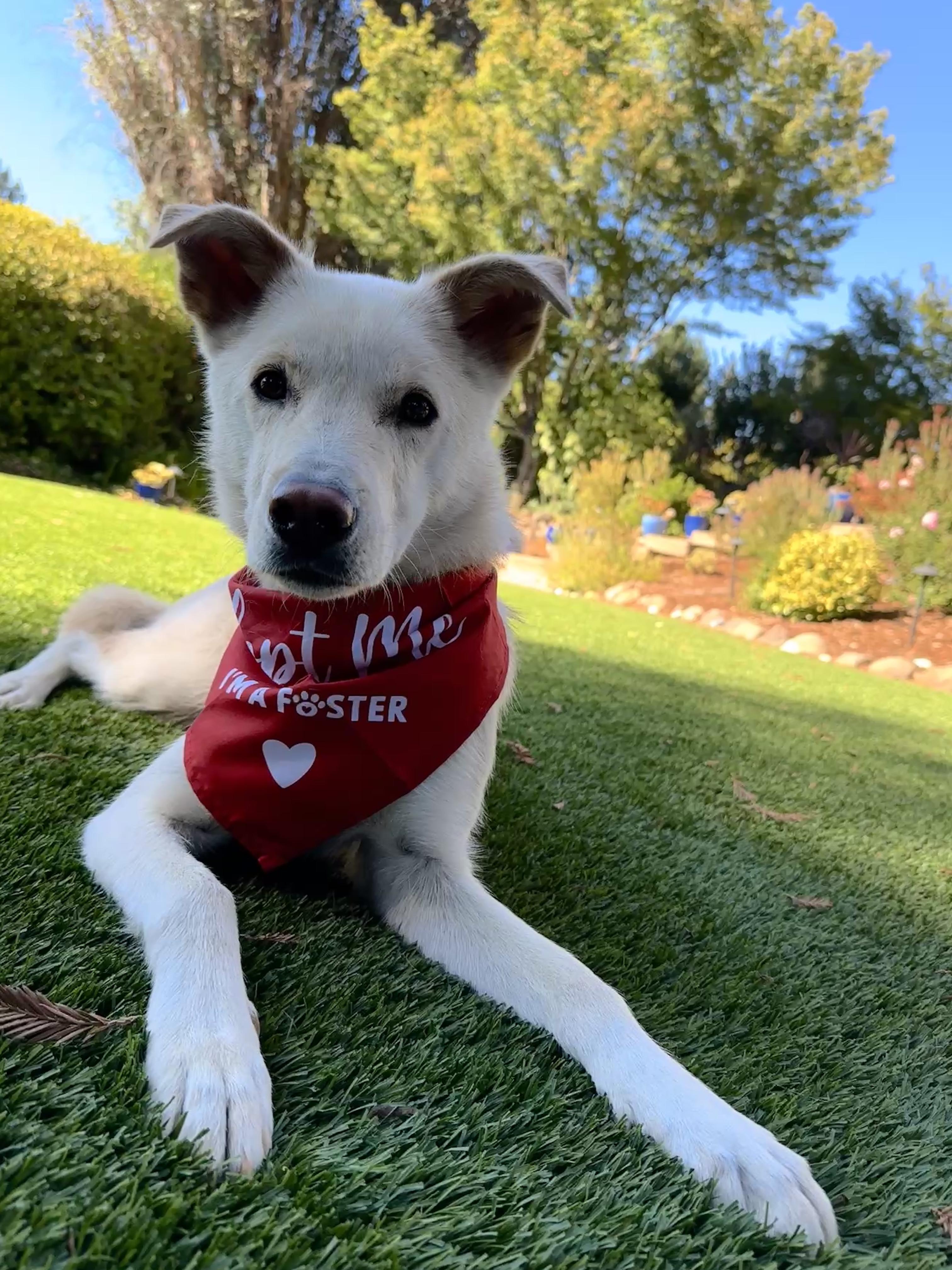 Fern *Courtesy Post*, an adoptable Jindo in Danville , CA, 94506 | Photo Image 1