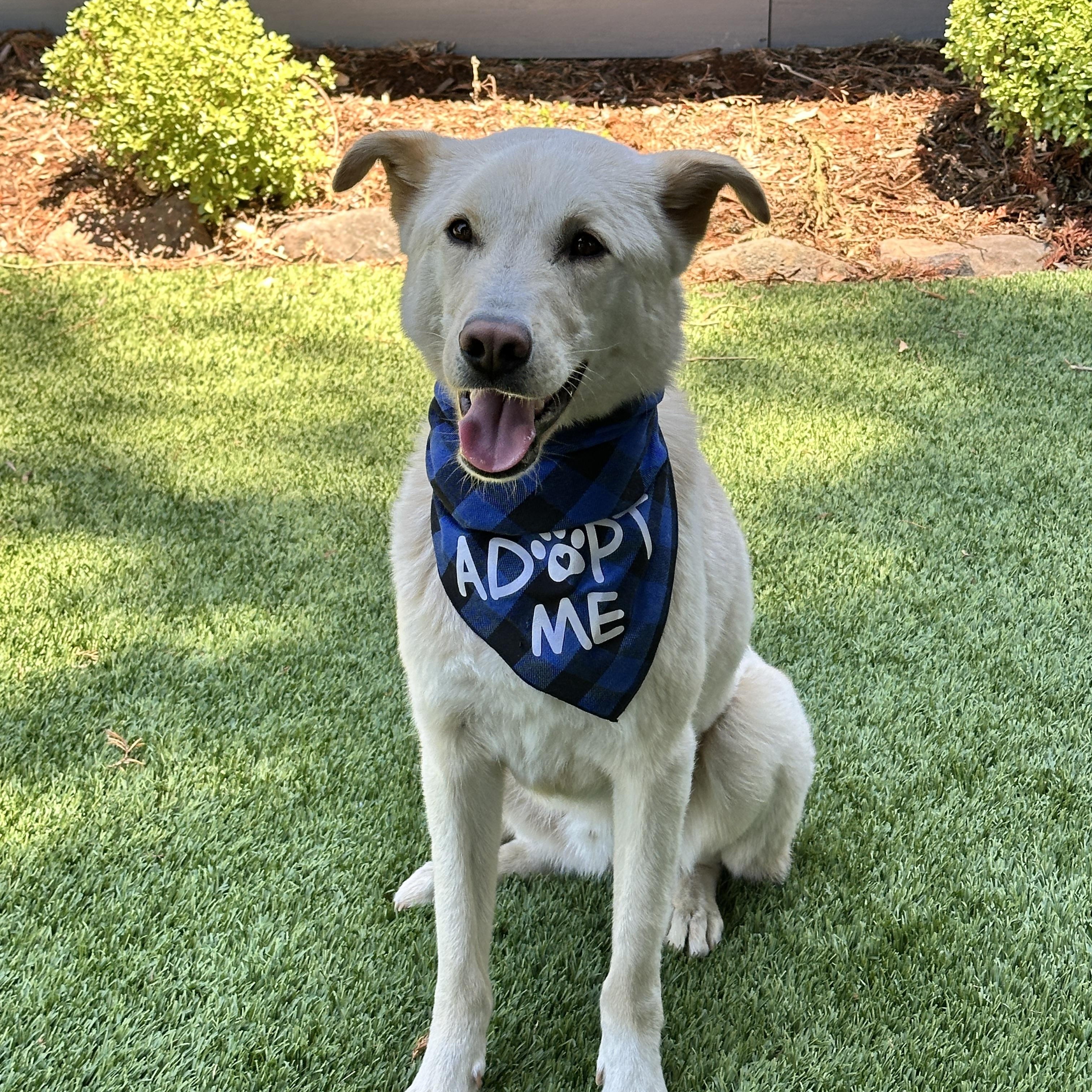 Fern *Courtesy Post*, an adoptable Jindo in Danville , CA, 94506 | Photo Image 3