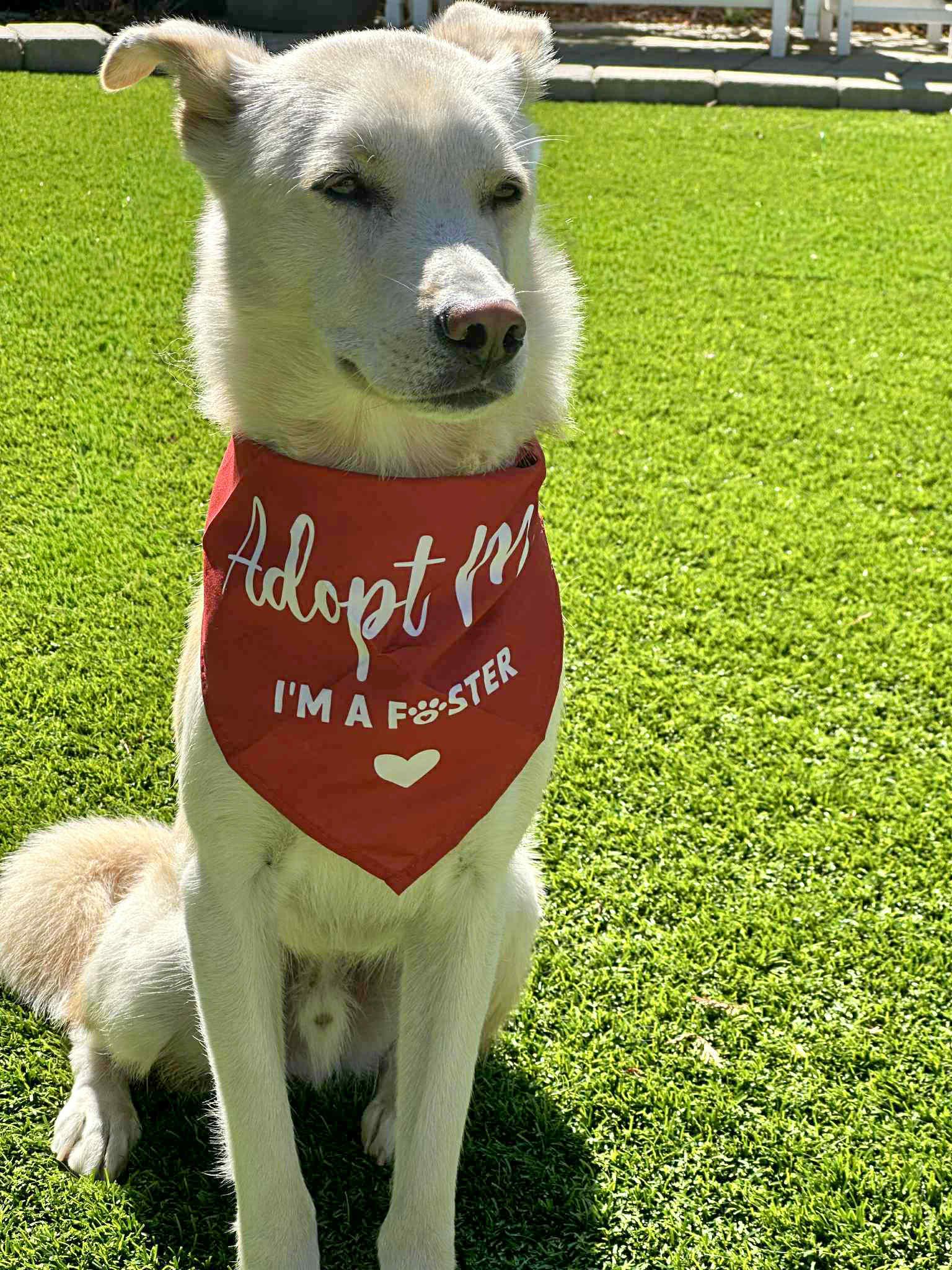 Fern *Courtesy Post*, an adoptable Jindo in Danville , CA, 94506 | Photo Image 2