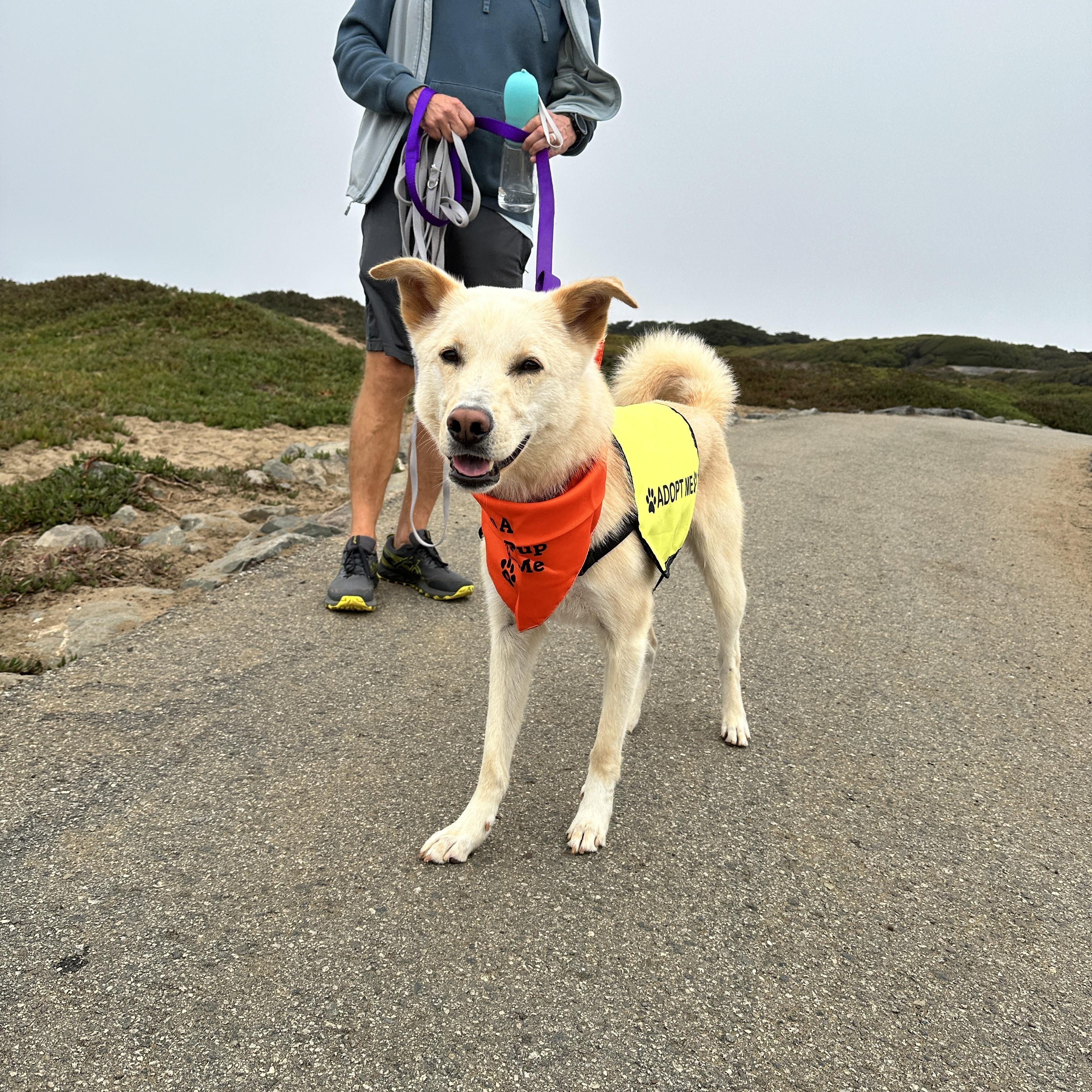 Fern *Courtesy Post*, an adoptable Jindo in Danville , CA, 94506 | Photo Image 5