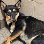 Wren 59991353, ADOPTABLE, Young Female Mixed Breed & German Shepherd Dog.