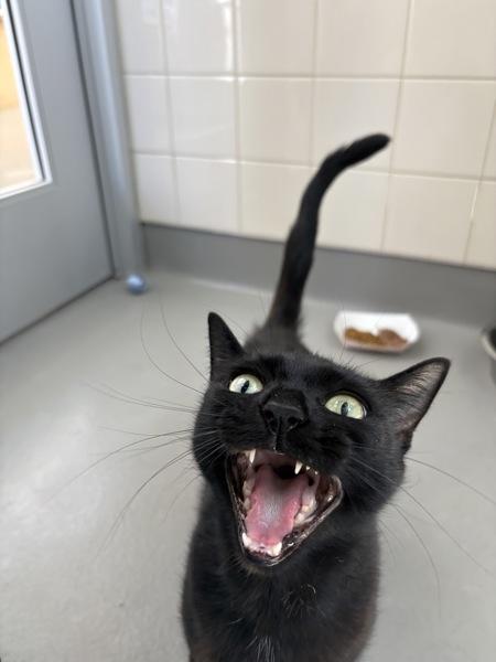 Cemani, Adoptable, Adult Female Domestic Short Hair.