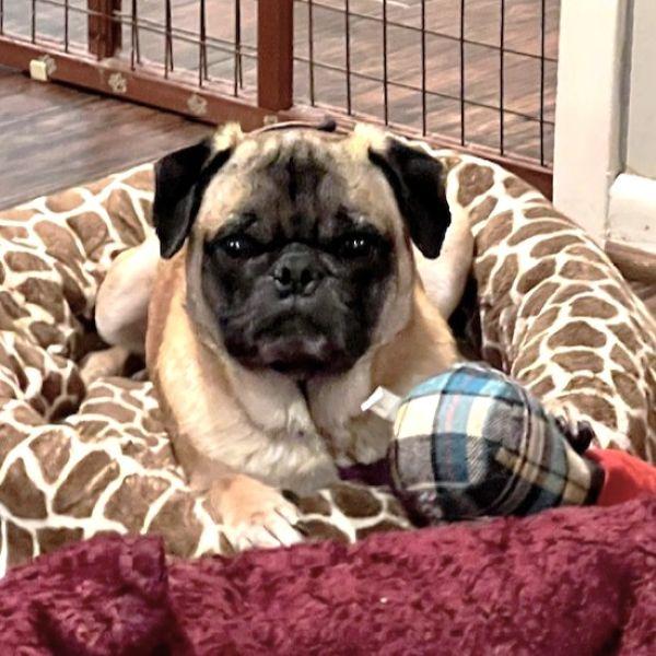 Derek, Adoptable, Adult Male Pug.
