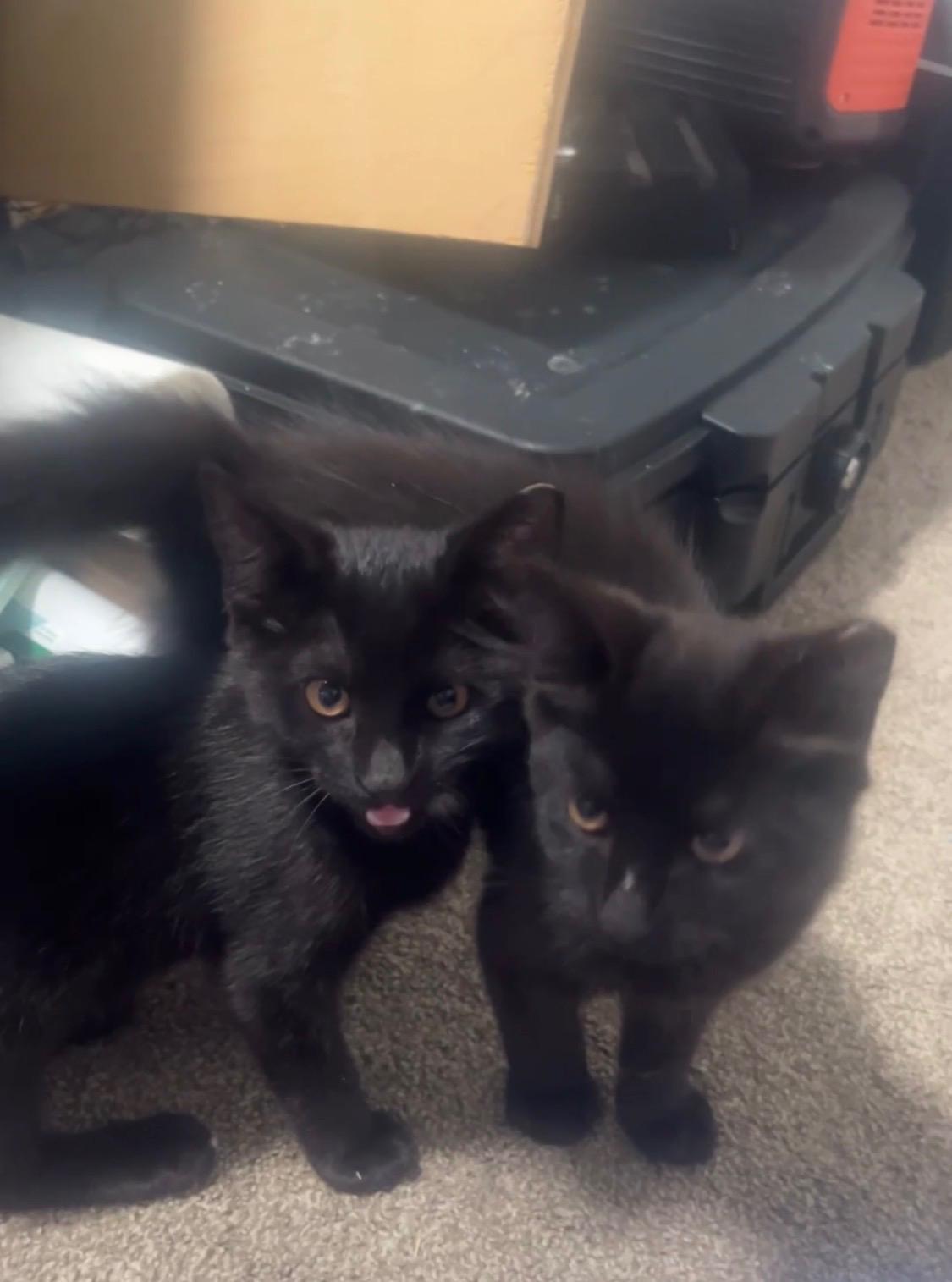 Zephyr Jeretto, Adoptable, Young Male Domestic Short Hair.