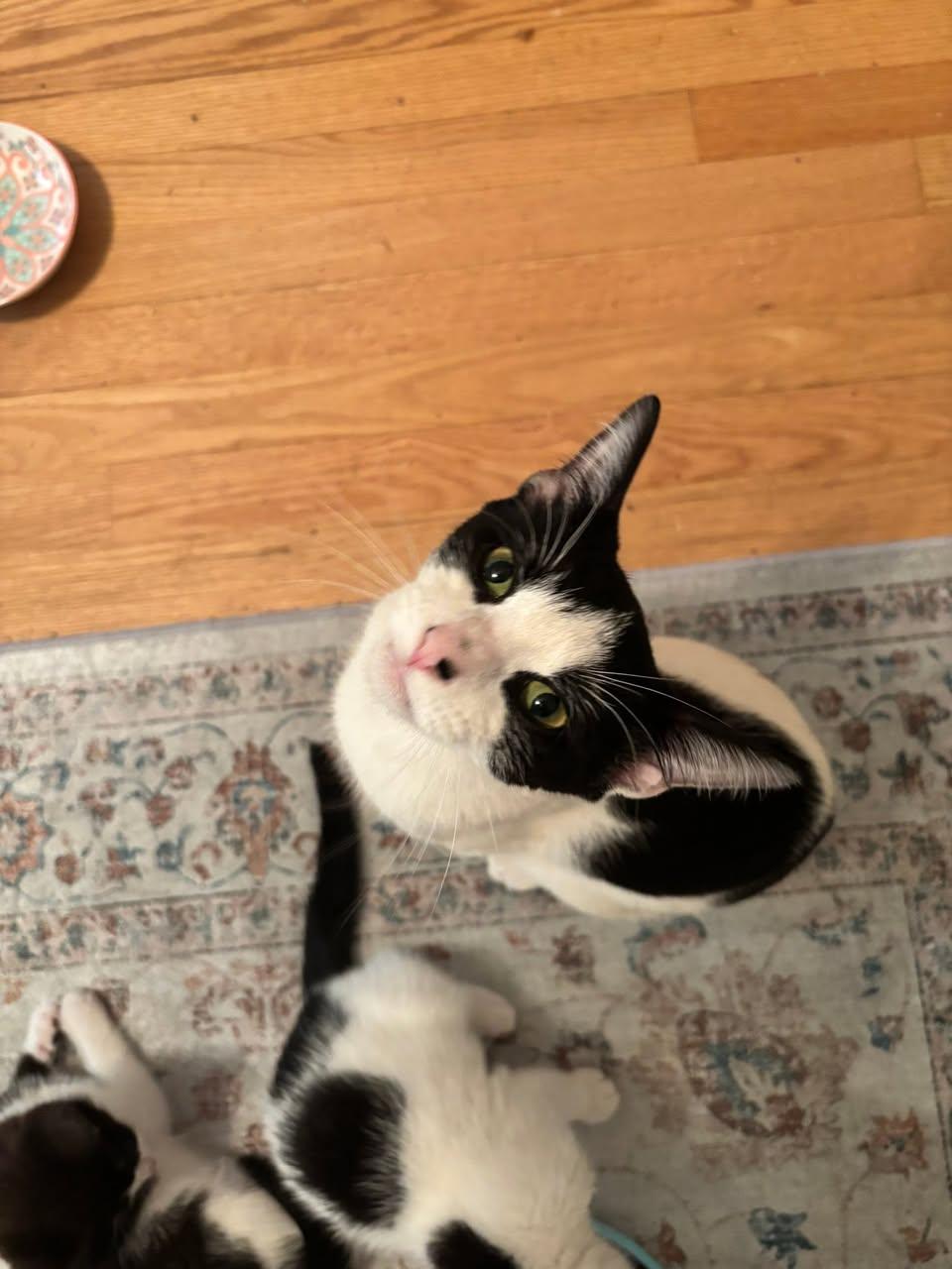 Trix, Adoptable, Young Female Domestic Short Hair.
