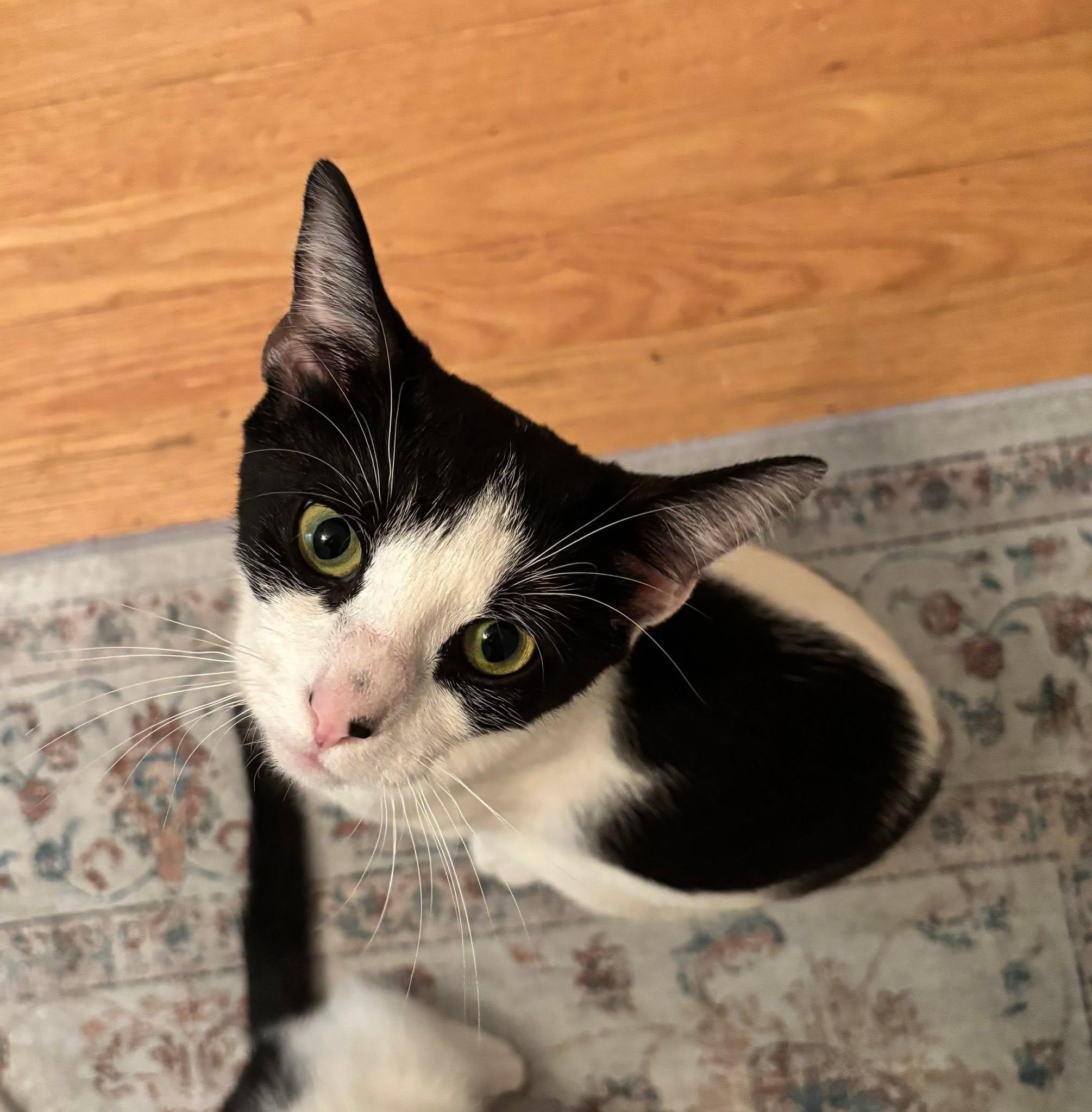 Trix, a Adoptable Domestic Short Hair in Enfield, CT image 2/6