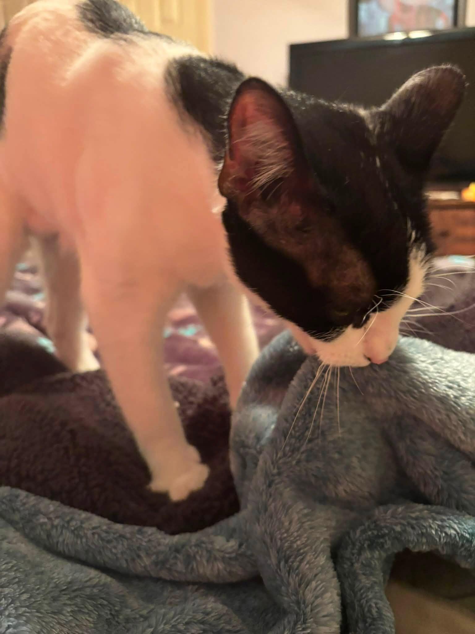 Enlarge Trix, a Adoptable Domestic Short Hair in Enfield, CT image 2/6