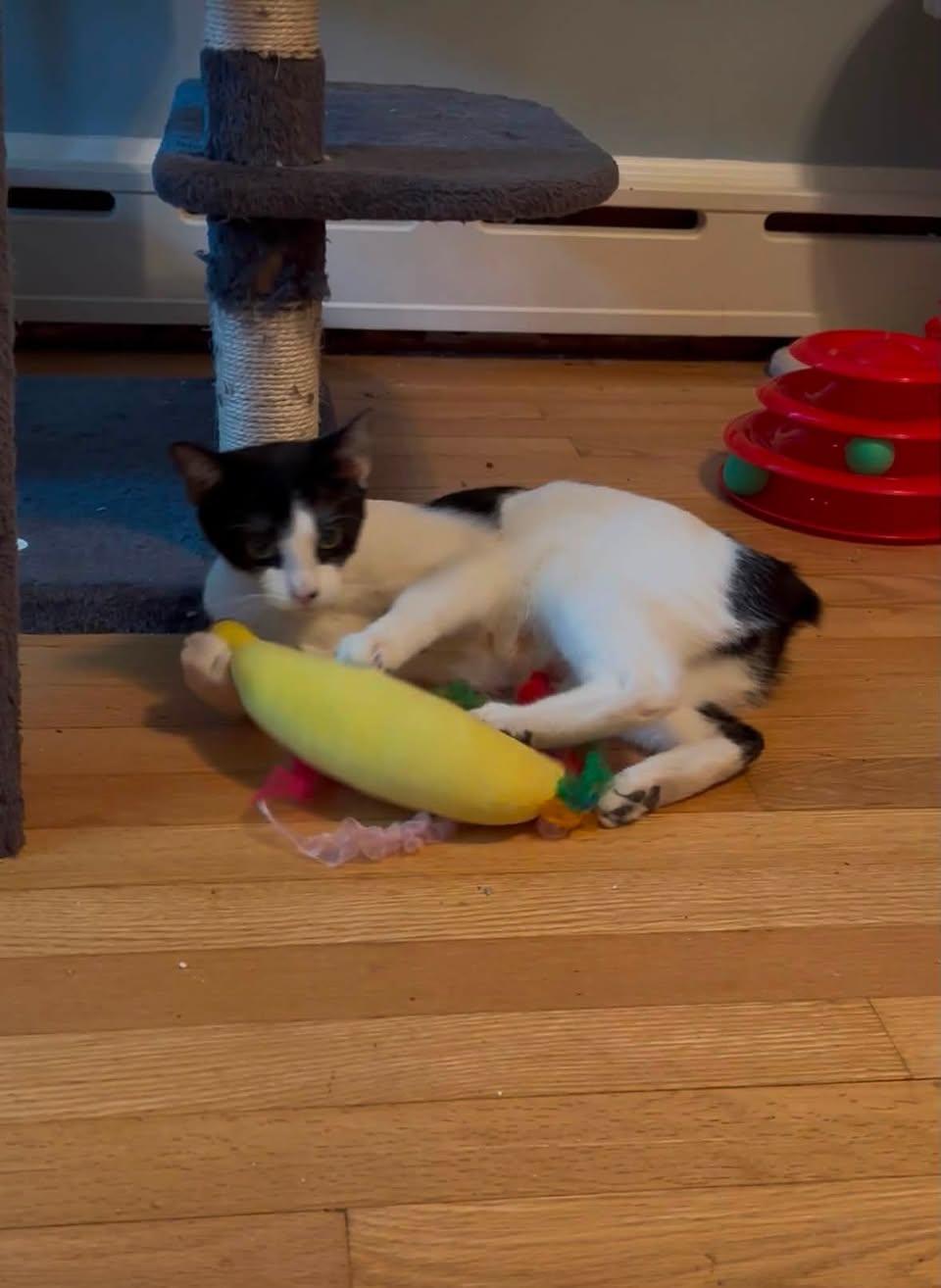 Trix, a Adoptable Domestic Short Hair in Enfield, CT image 3/6
