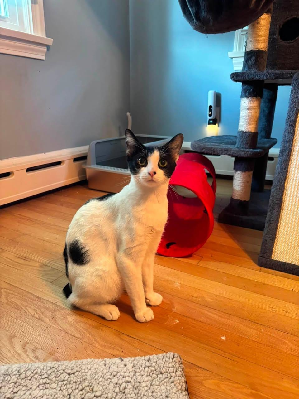 Trix, a Adoptable Domestic Short Hair in Enfield, CT image 4/6
