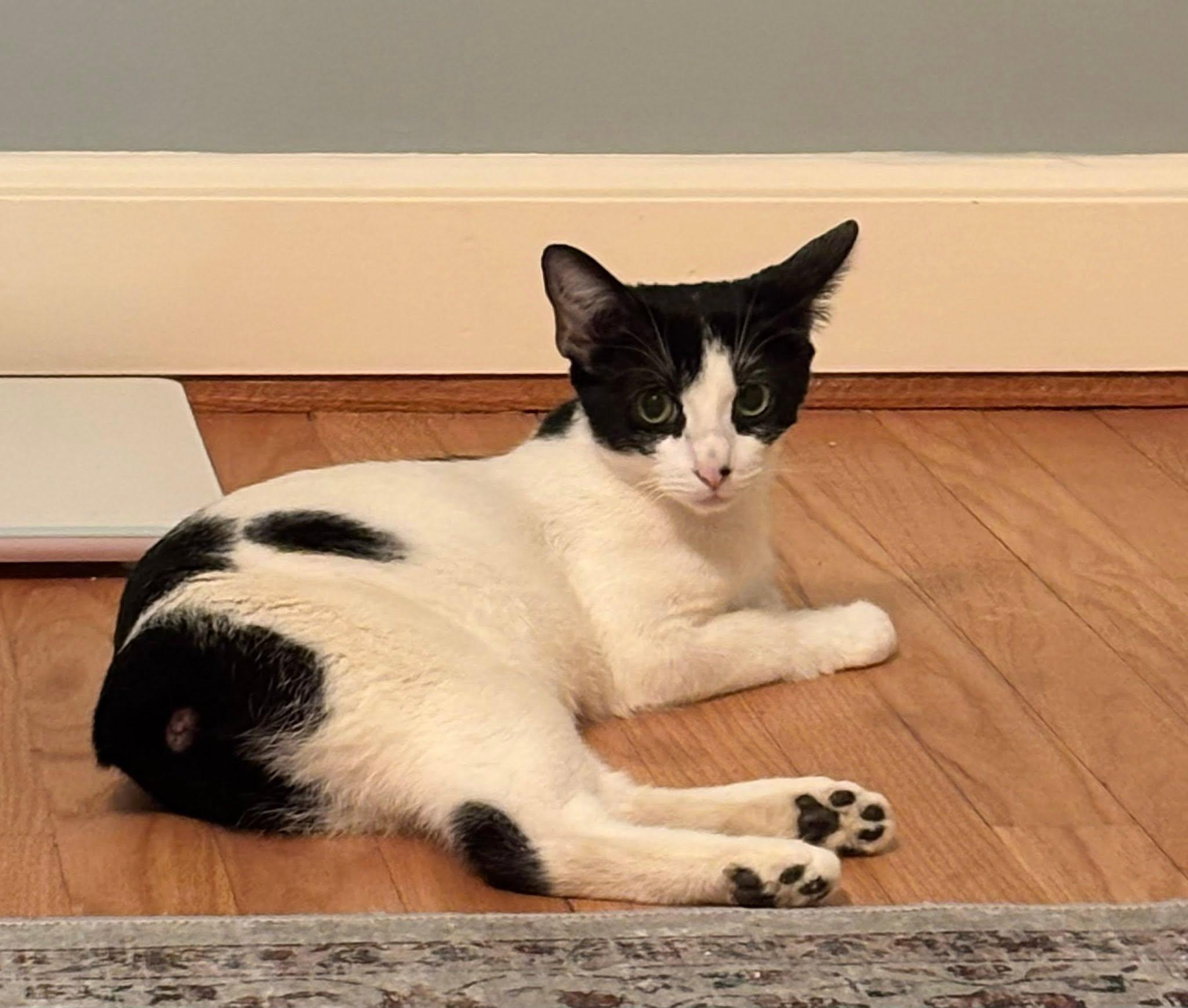 Trix, a Adoptable Domestic Short Hair in Enfield, CT image 5/6