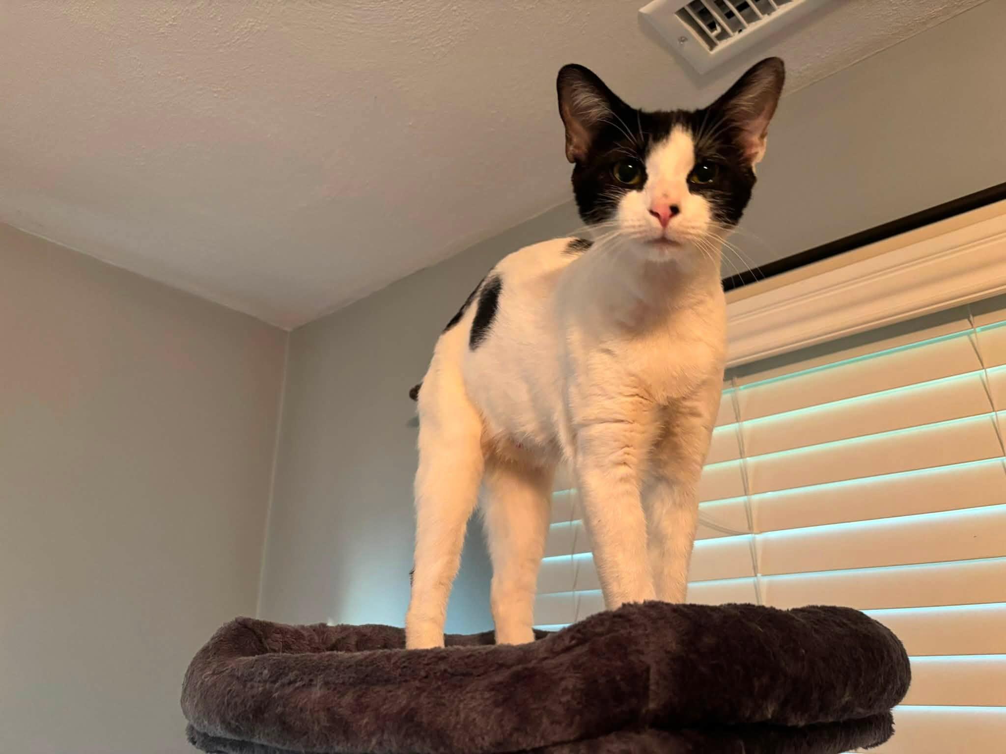 Trix, a Adoptable Domestic Short Hair in Enfield, CT image 6/6