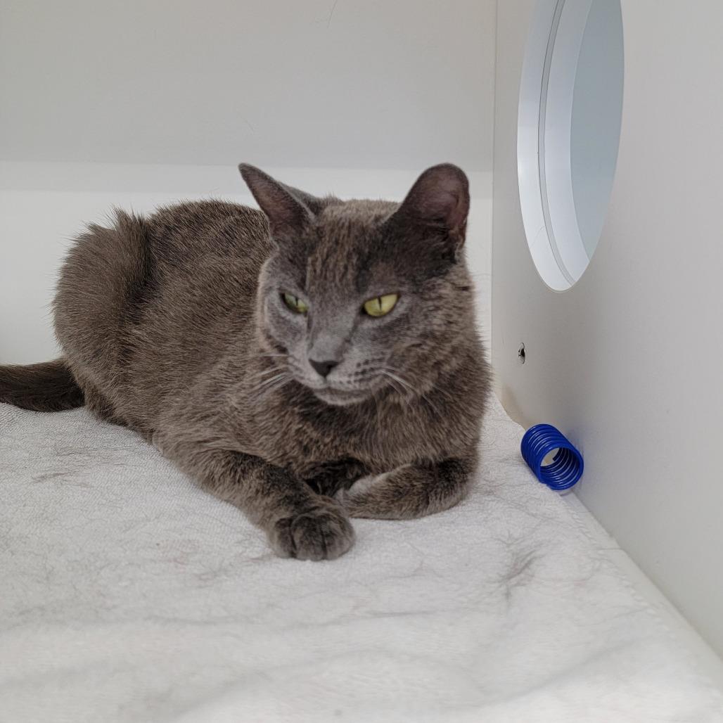 Meeka, Adoptable, Adult Female Domestic Short Hair.