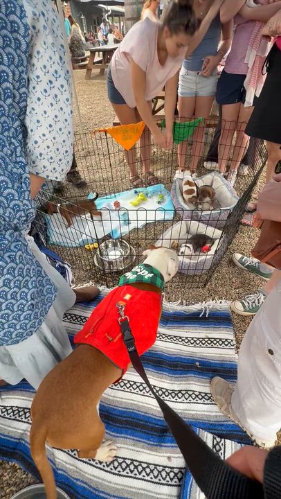 Enlarge Rhino, an adopted mixed breed in Marshall, NC video 2/2