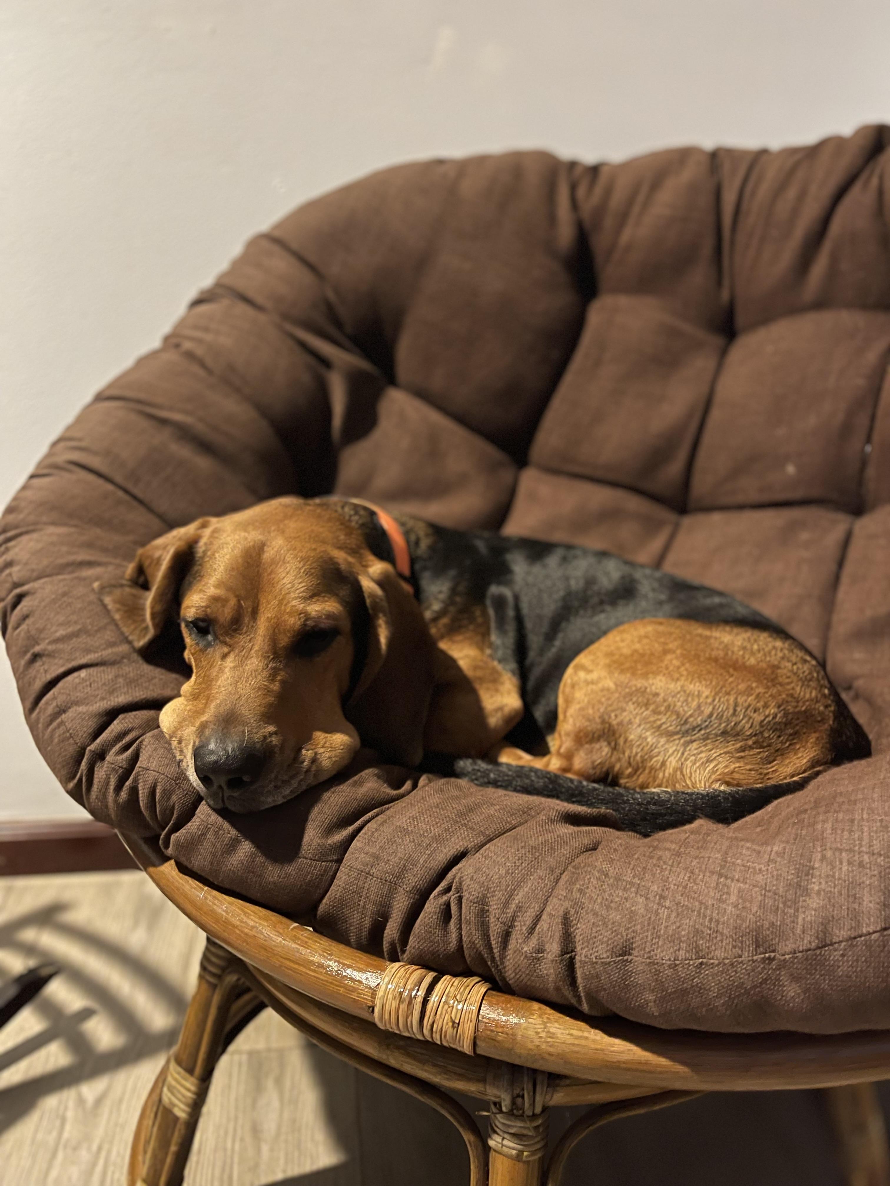 Enlarge Bingo, a Adoptable mixed breed in Fort Pierce, FL image 3/4